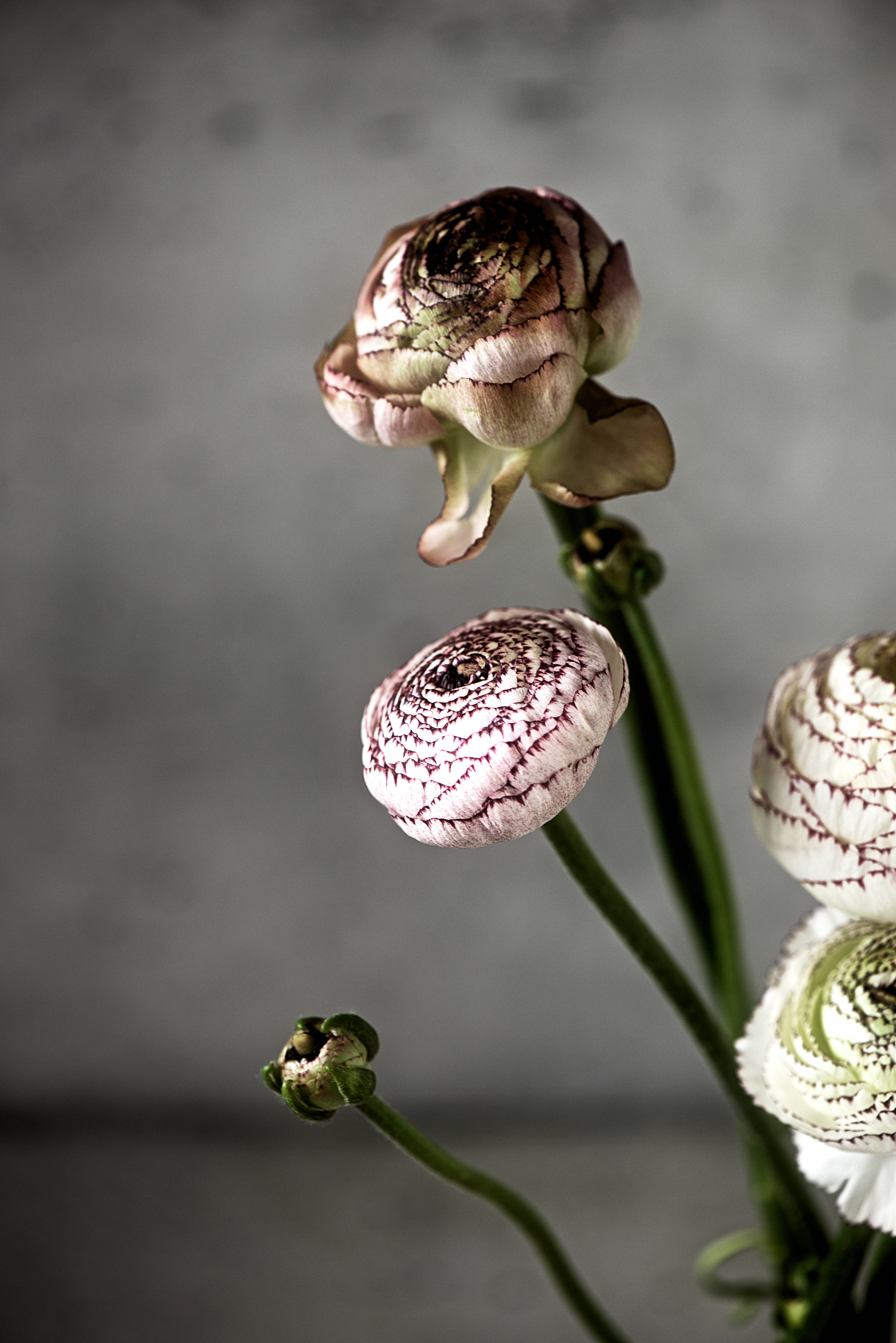 ranunculus, maroon veining, muted gray backdrop, 5K Phone Wallpaper