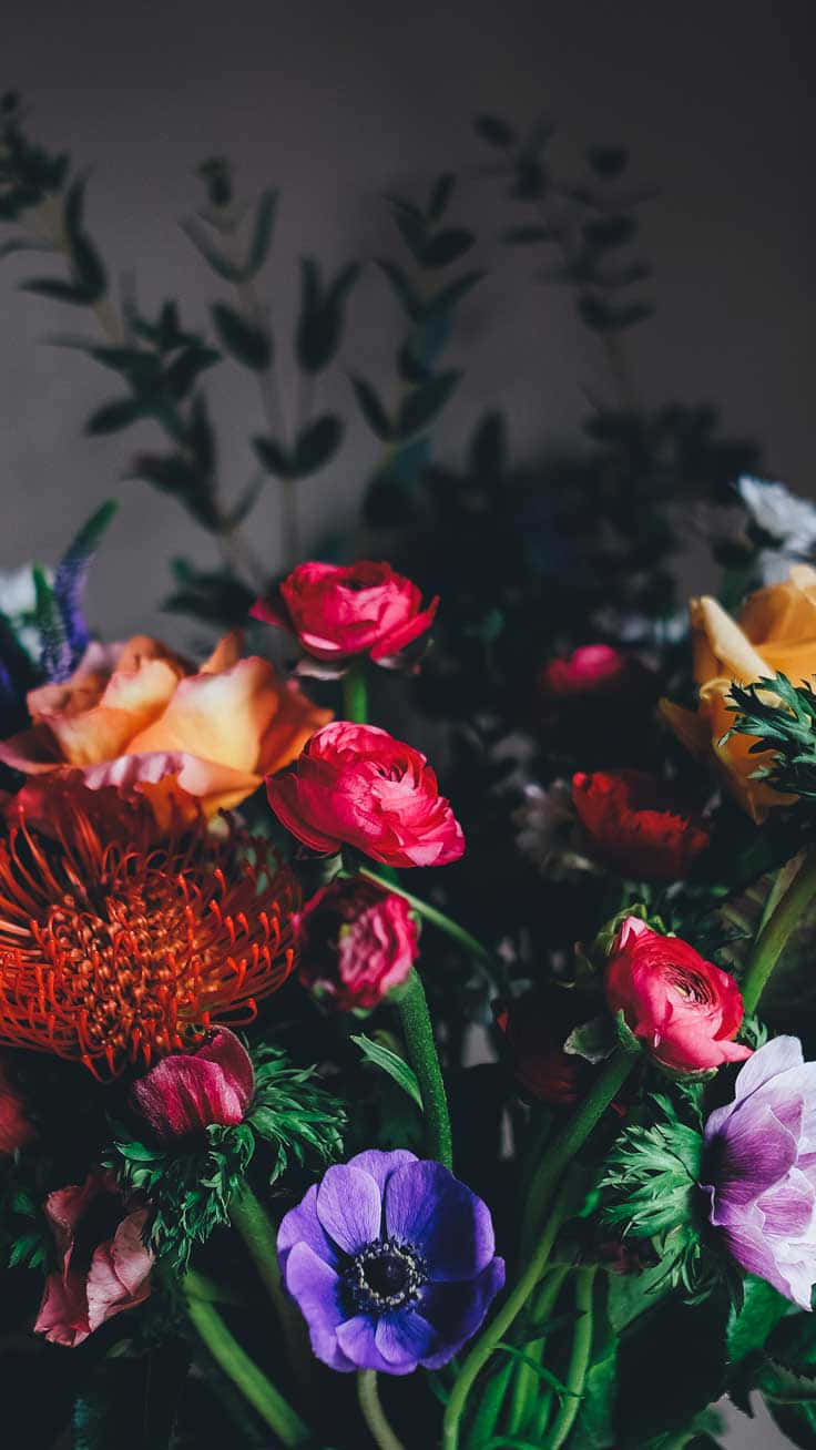 Dark Floral Arrangement Shadow, purple anemones, red ranunculus, HD Phone Wallpaper