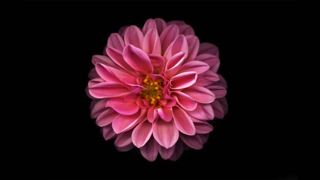 Dark Flower Aesthetic