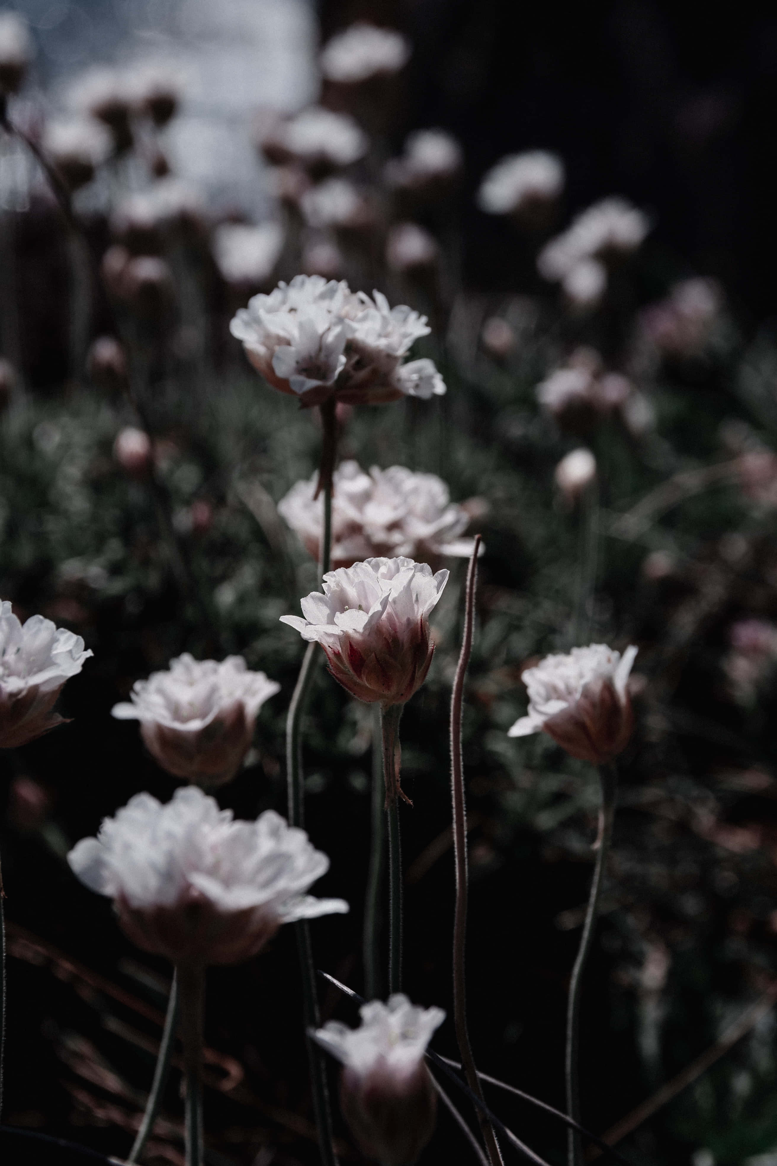 Dark Flower Aesthetic, white flowers, pinkish centers, 4K Phone Wallpaper