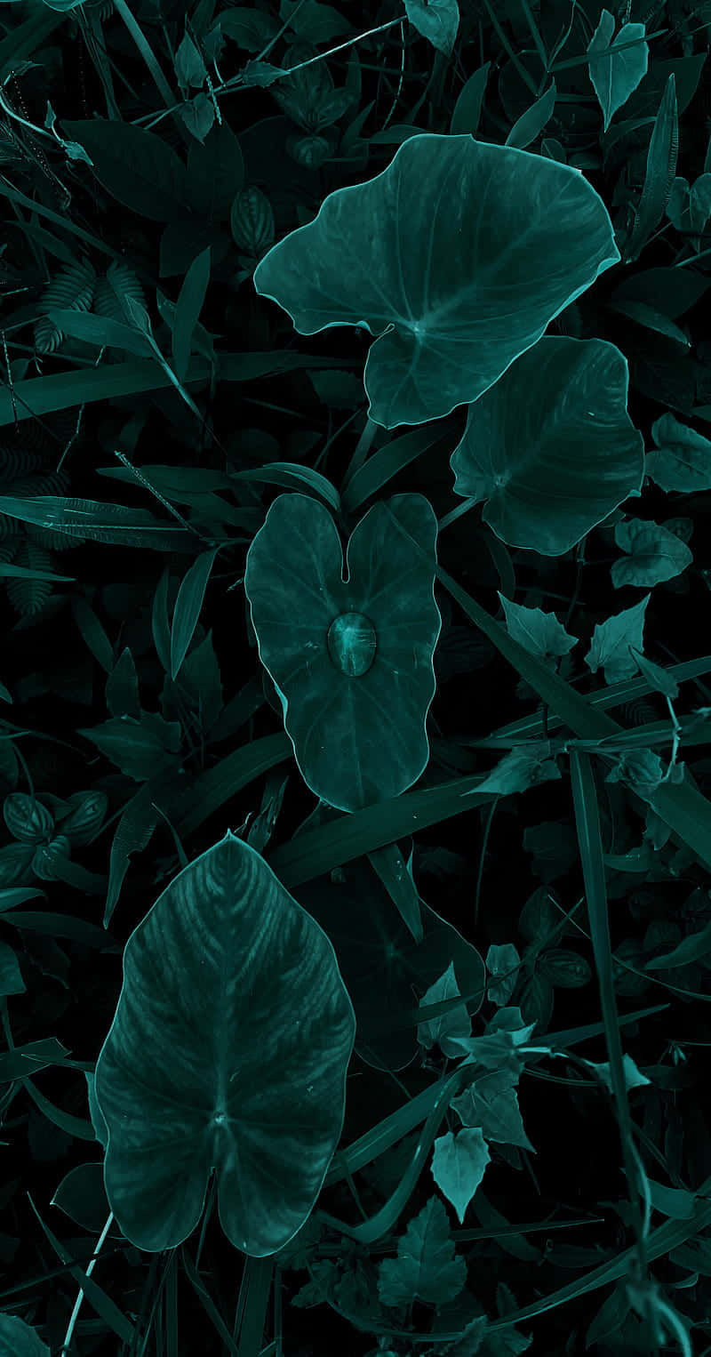 dark teal forest floor, glossy green leaves, dewdrop, HD Phone Wallpaper