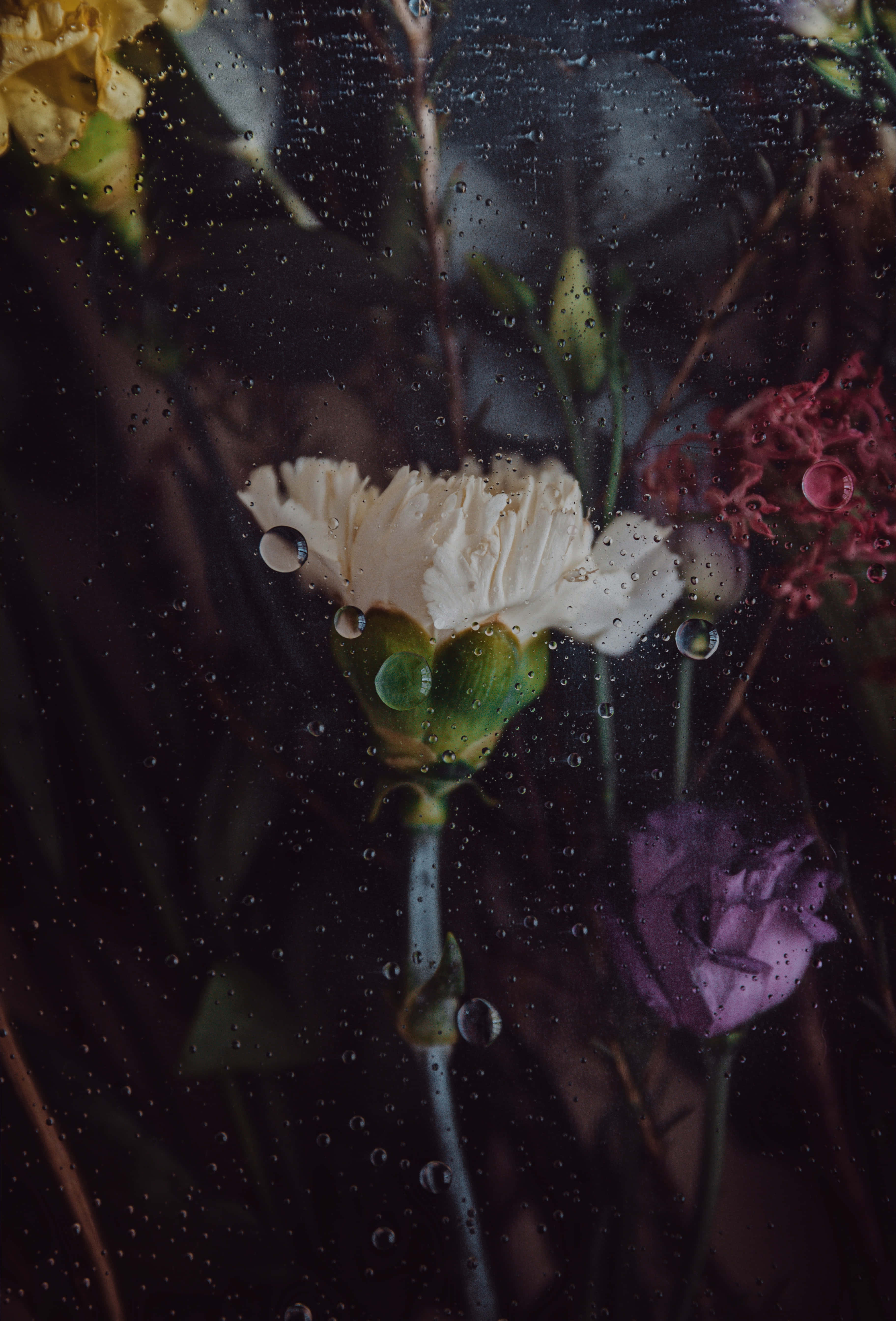 white carnation, purple rose, rain-speckled window, 5K Phone Wallpaper