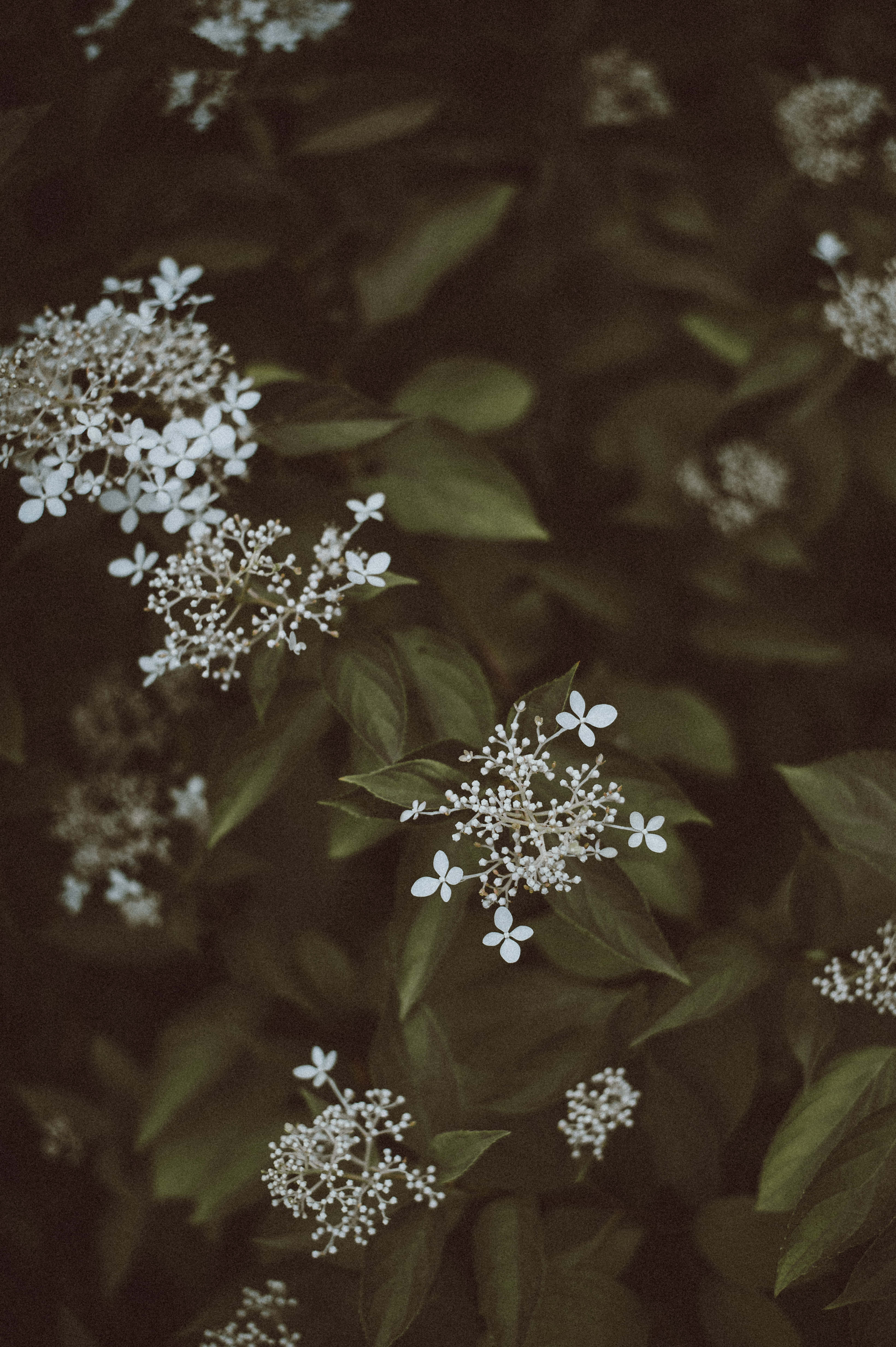 Dark Flower Aesthetic, white hydrangea, deep green leaves, 4K Phone Wallpaper