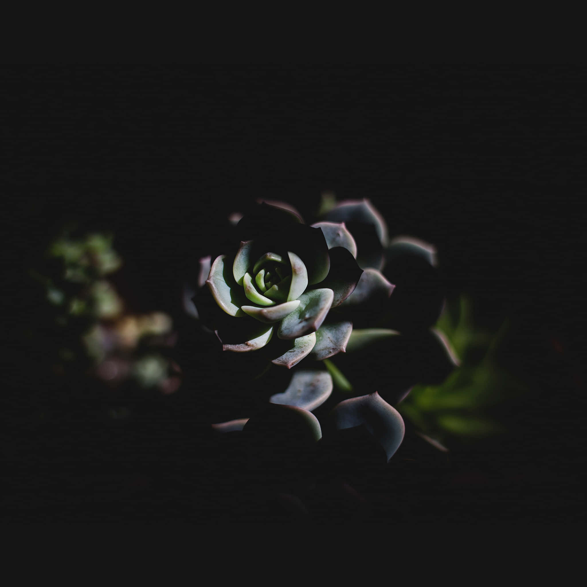 Dark Flower Aesthetic, succulent, layered green leaves, Full HD Desktop Wallpaper