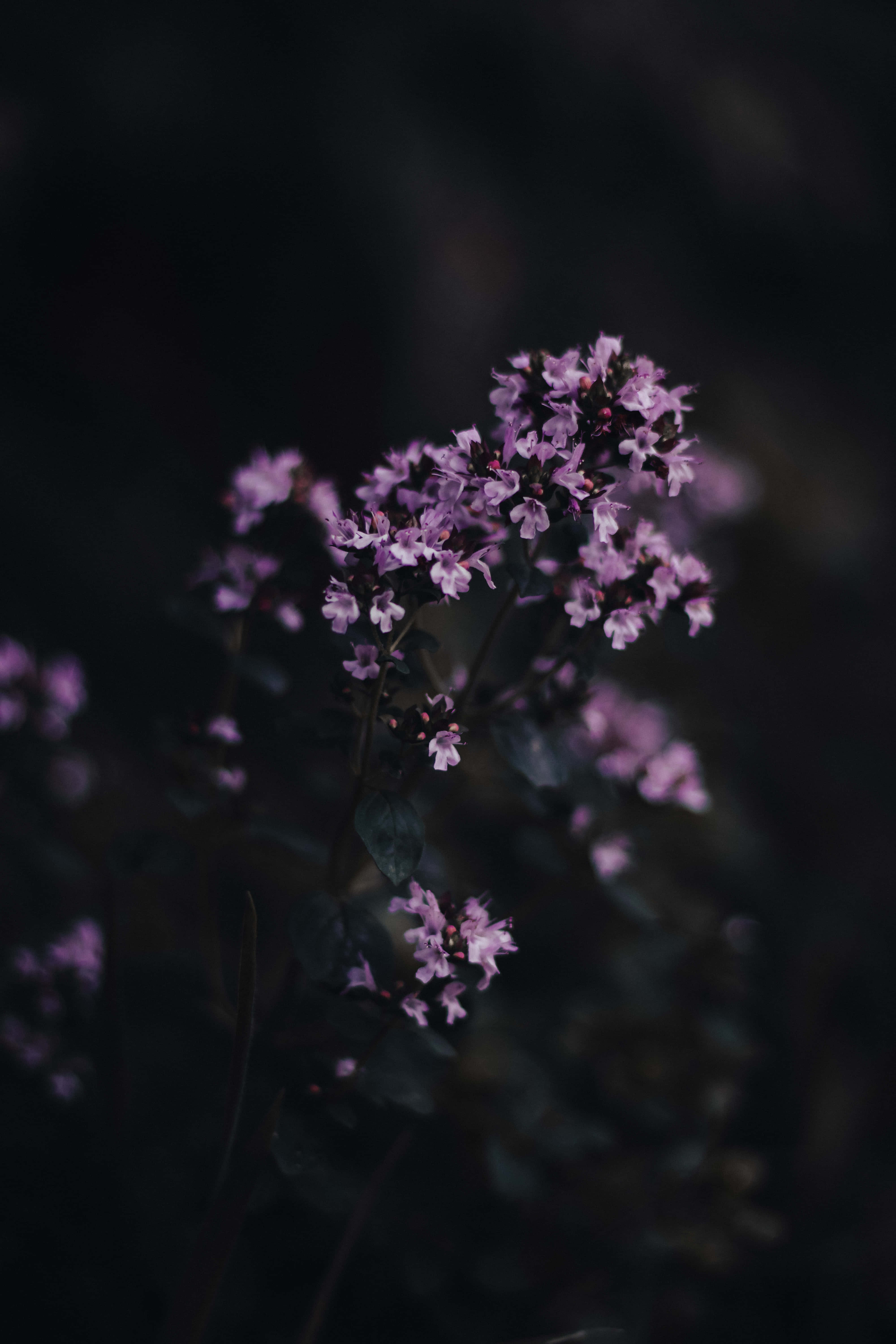 dark flower aesthetic, dark purple flower, moody close-up, 5K Phone Wallpaper