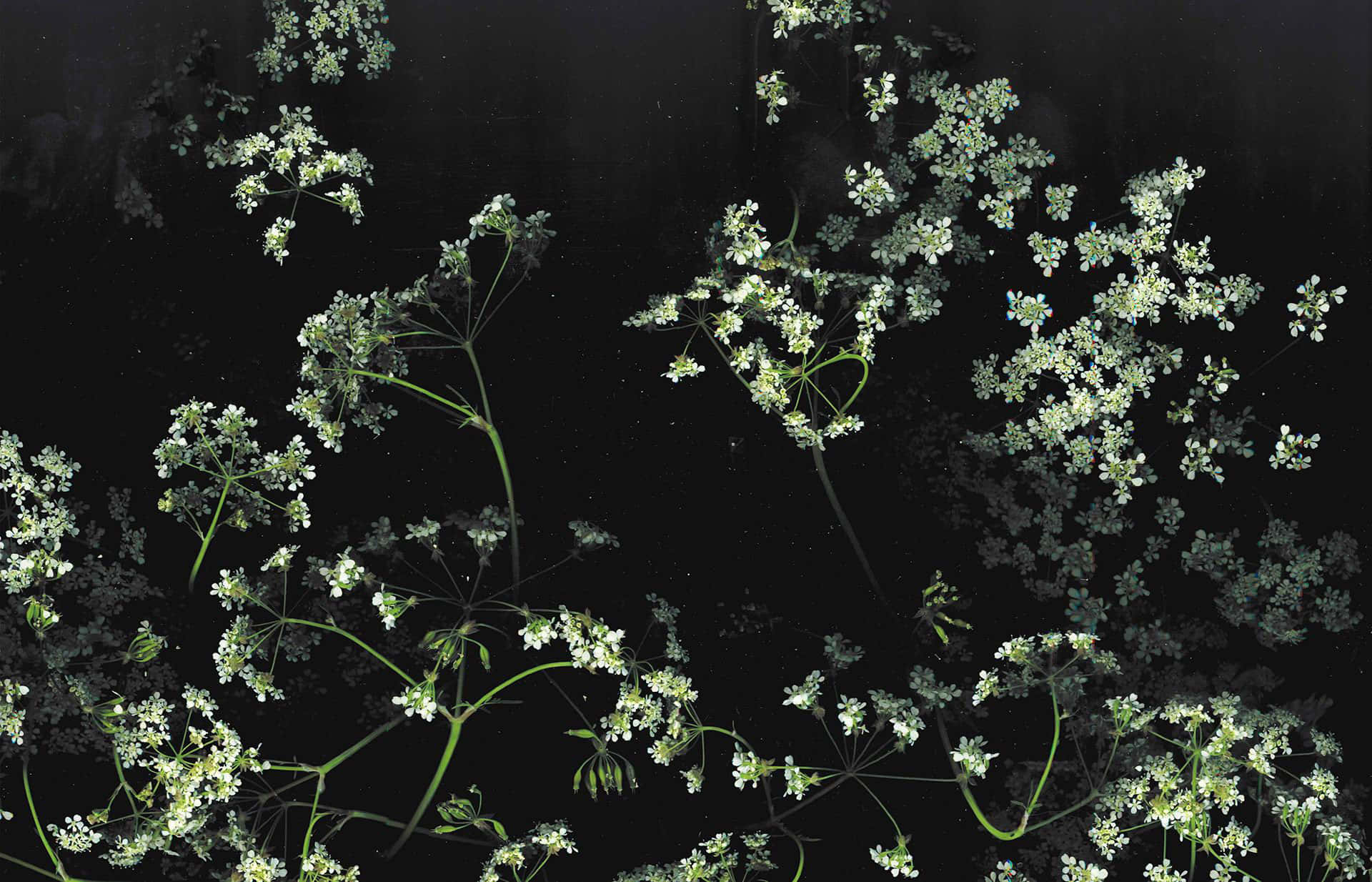 Dark Flower Aesthetic, white flowers, green stems, Full HD Desktop Wallpaper