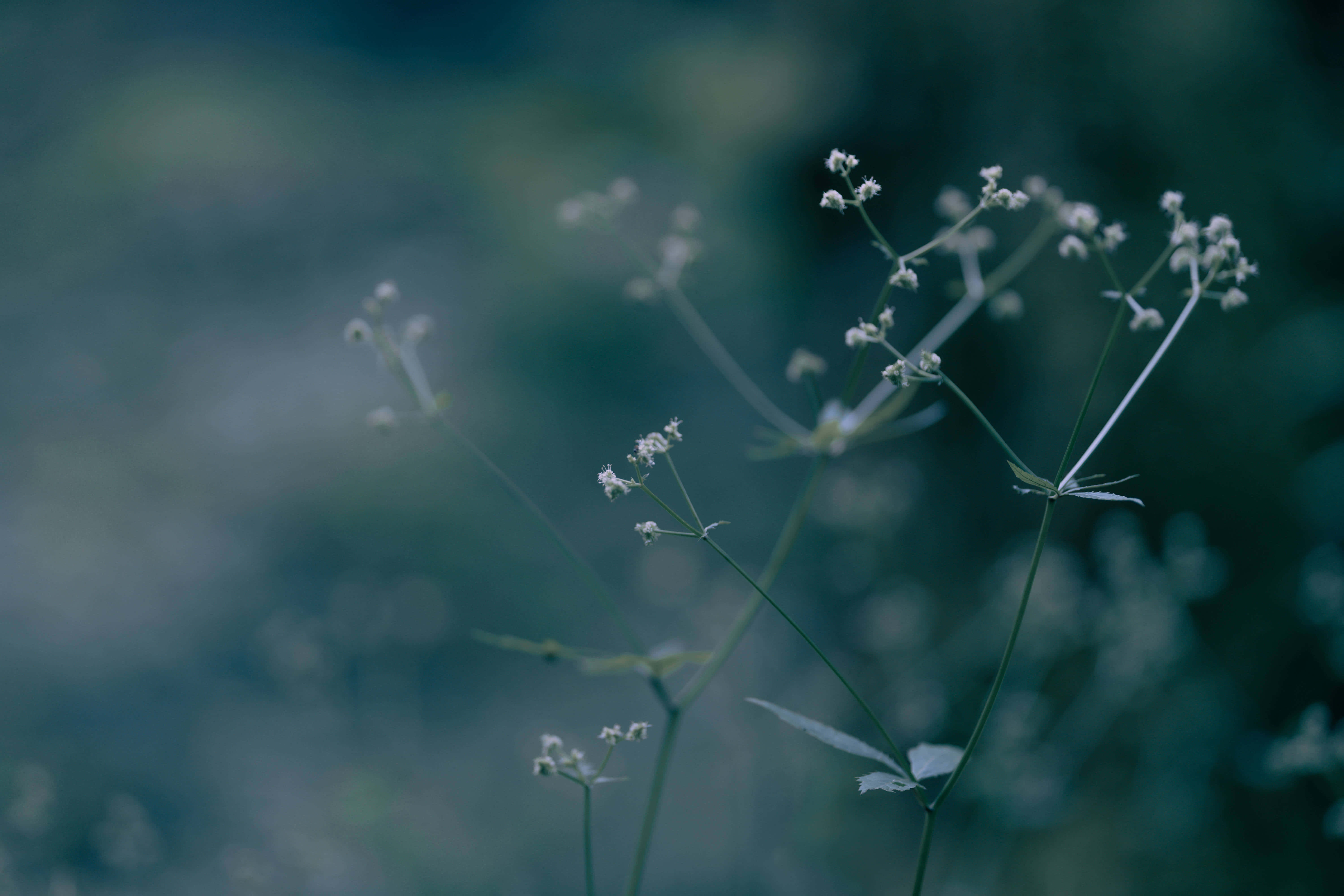 dark flower aesthetic, white wildflowers, slender stems, 5K Desktop Wallpaper