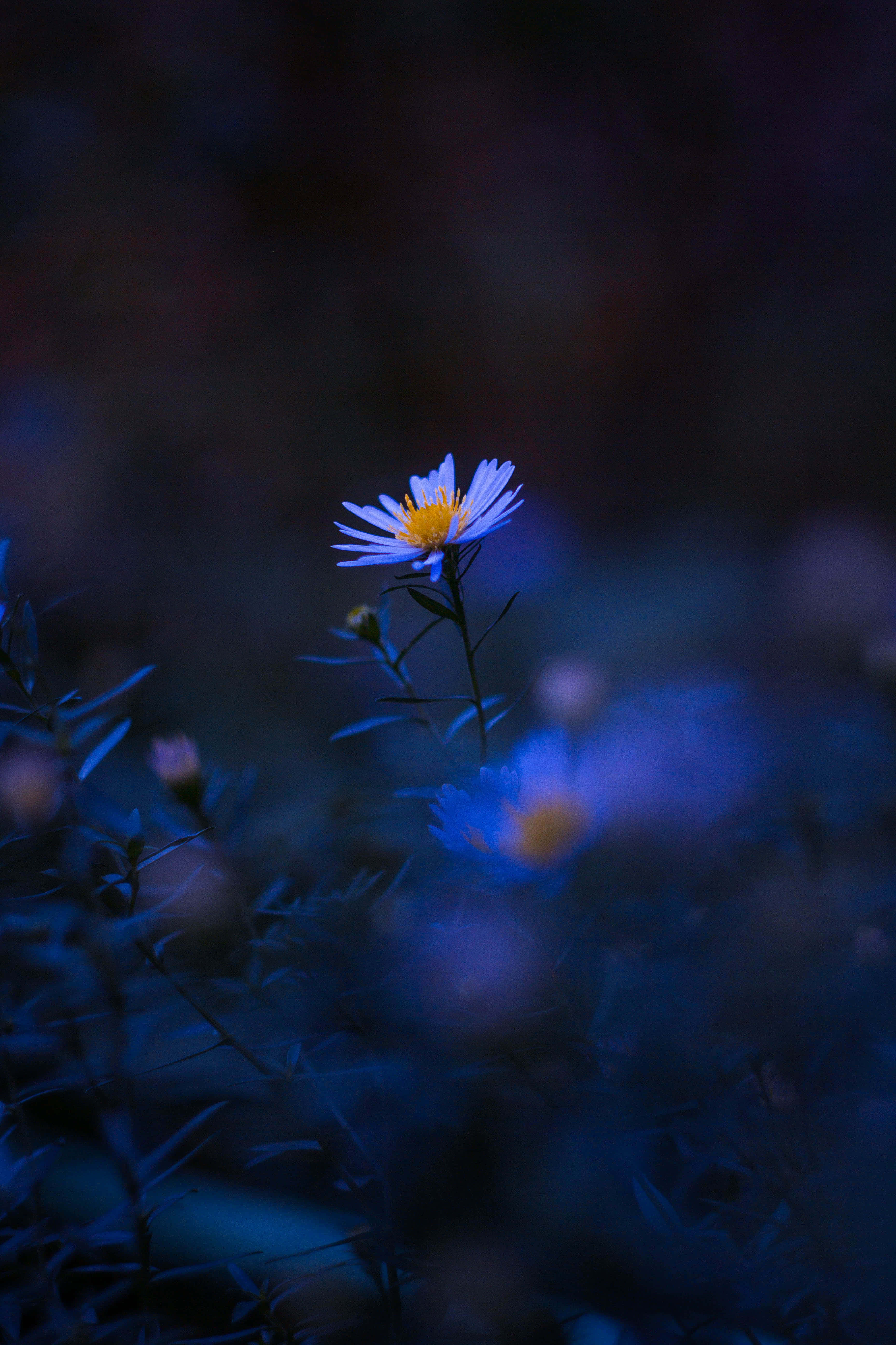 dark flower aesthetic, blue flower, yellow center, 5K Phone Wallpaper