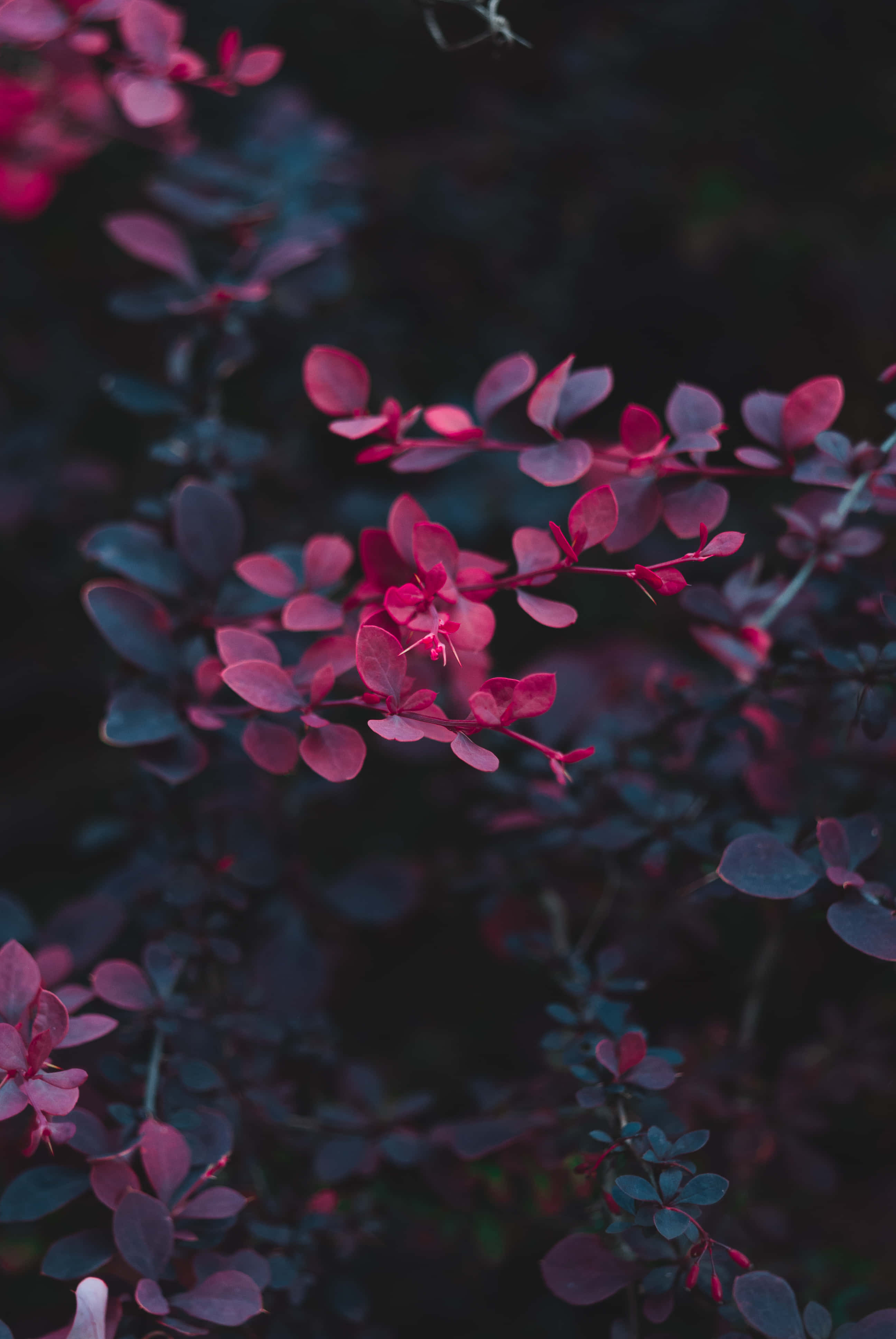 Dark Flower Aesthetic, magenta leaves, vibrant magenta, 4K Phone Wallpaper
