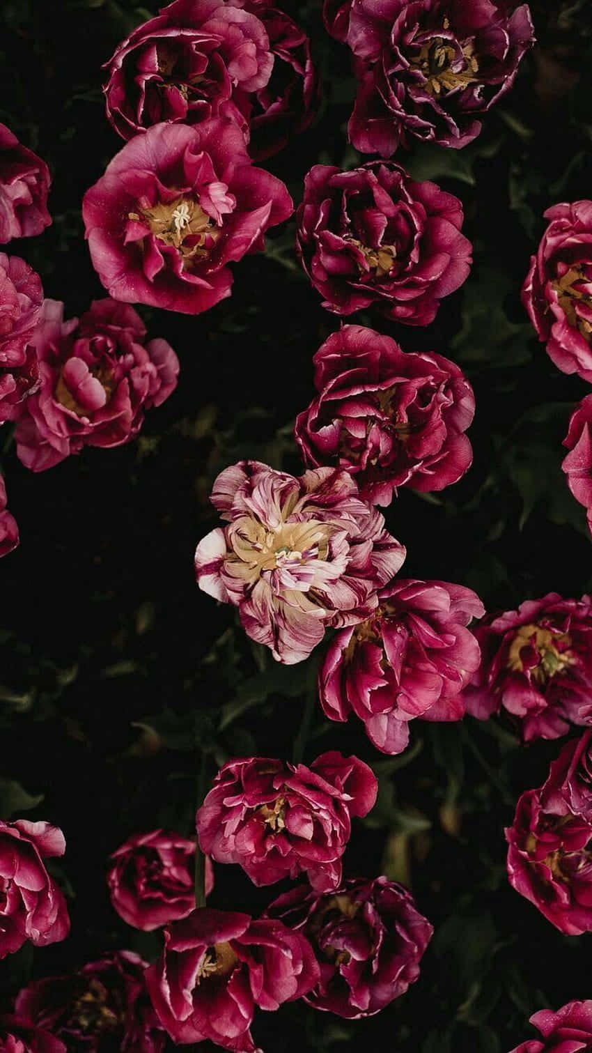 dark flower aesthetic, deep magenta peonies, dark backdrop, HD Phone Wallpaper