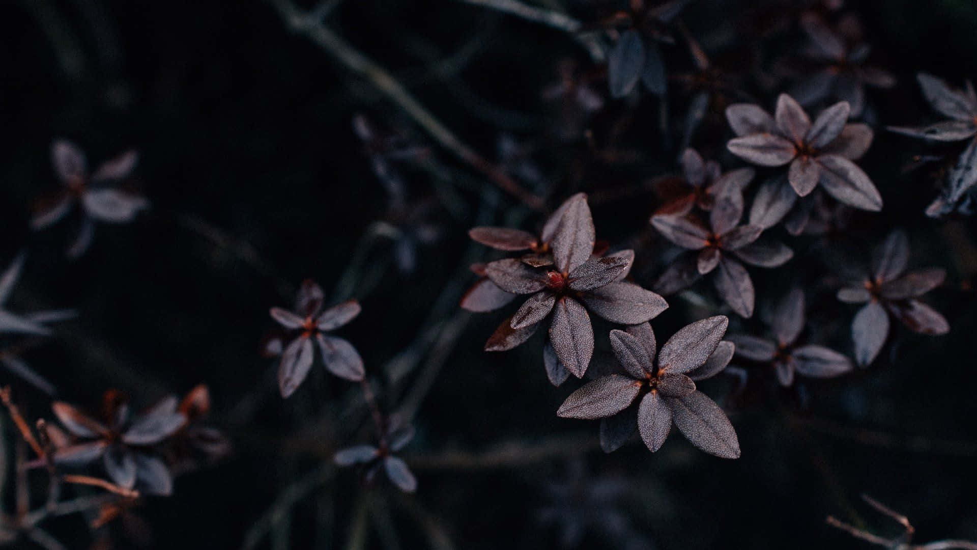 Dark Flower Aesthetic, dark purple flowers, dewdrops, Full HD Desktop Wallpaper