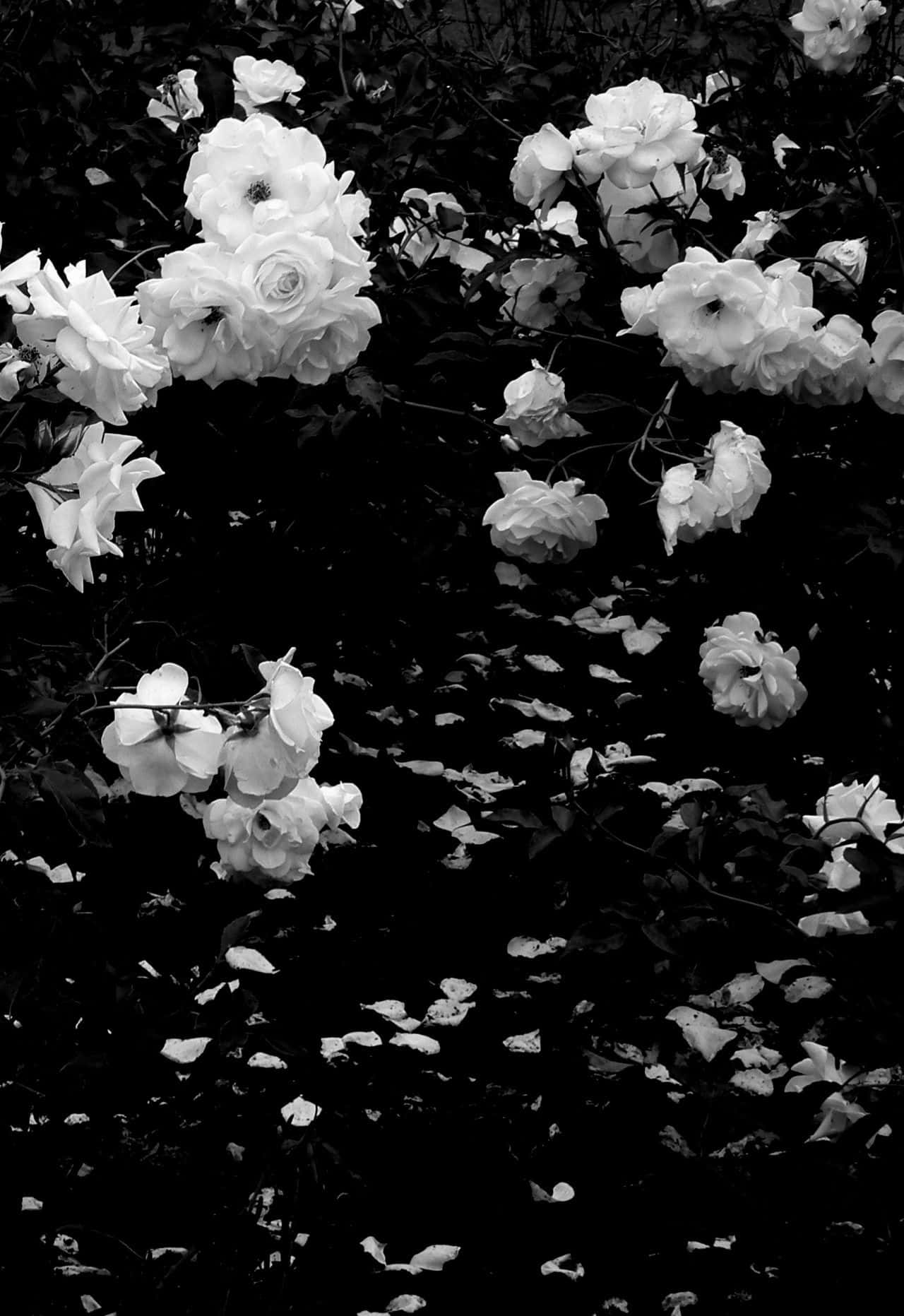 dark flower aesthetic, monochrome roses, deep shadows, HD Phone Wallpaper