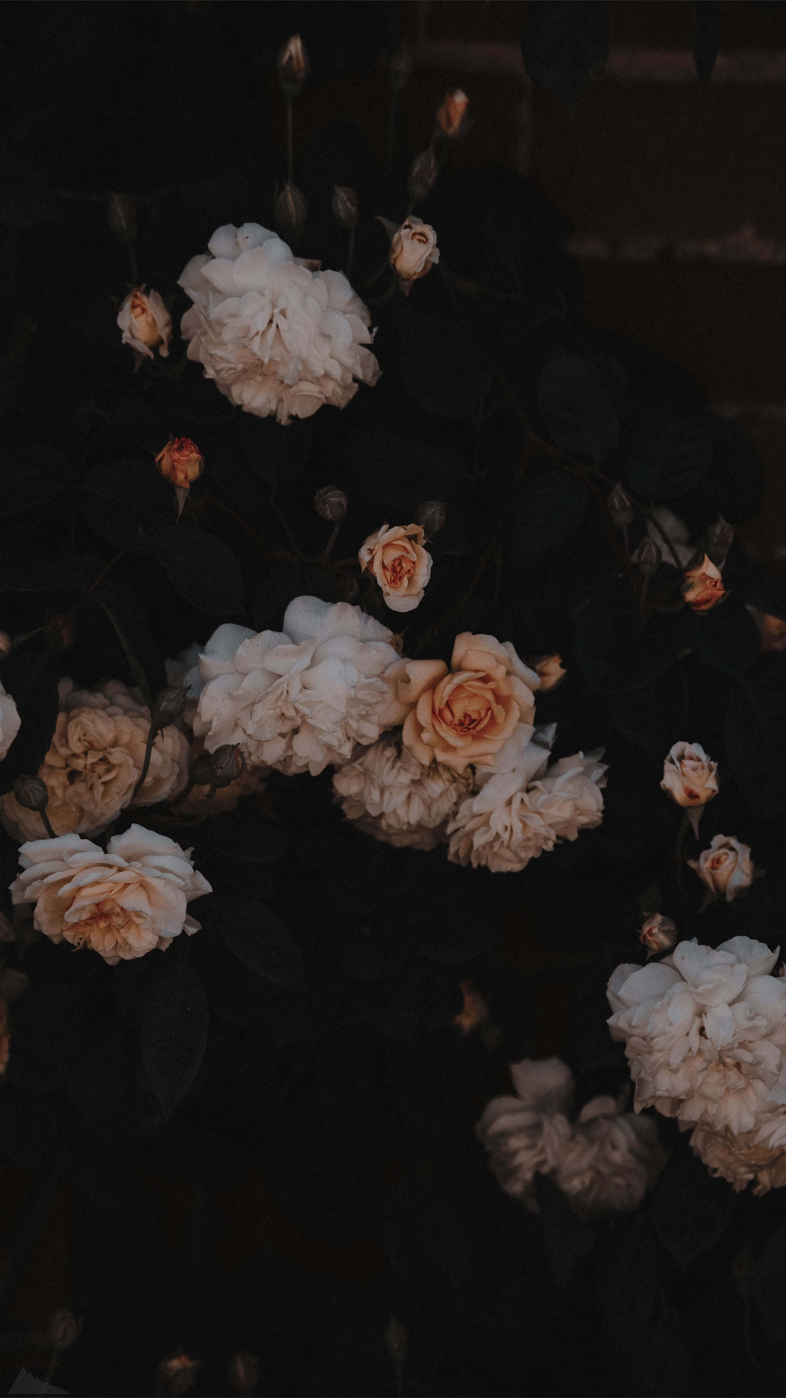 Dark Flower Aesthetic, soft cream and peach roses, deep shadowed background, 4K Phone Wallpaper