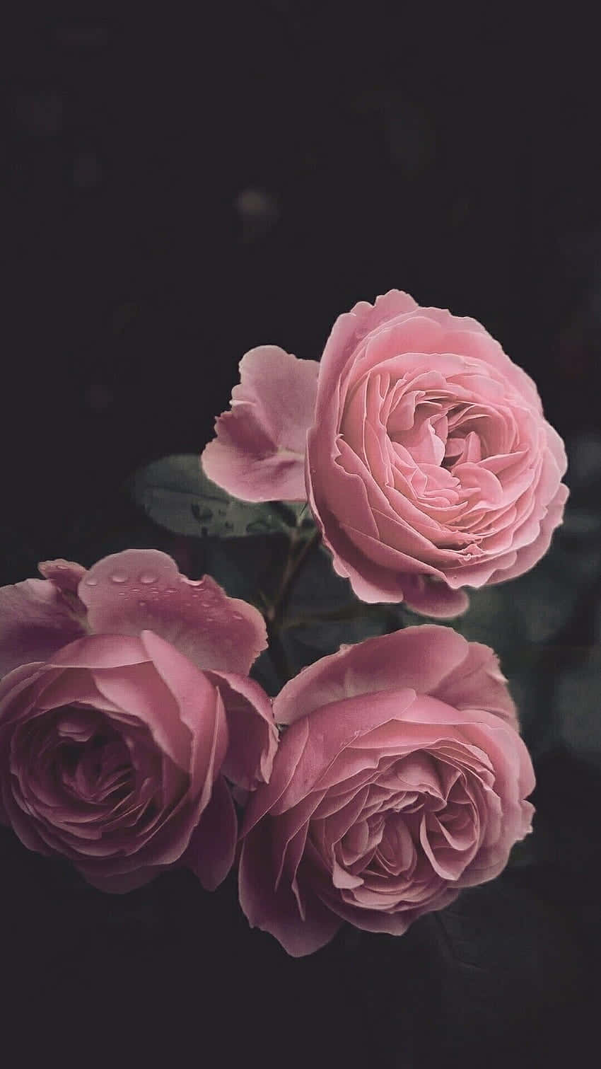 dark flower aesthetic, pink roses, dewdrops, HD Phone Wallpaper