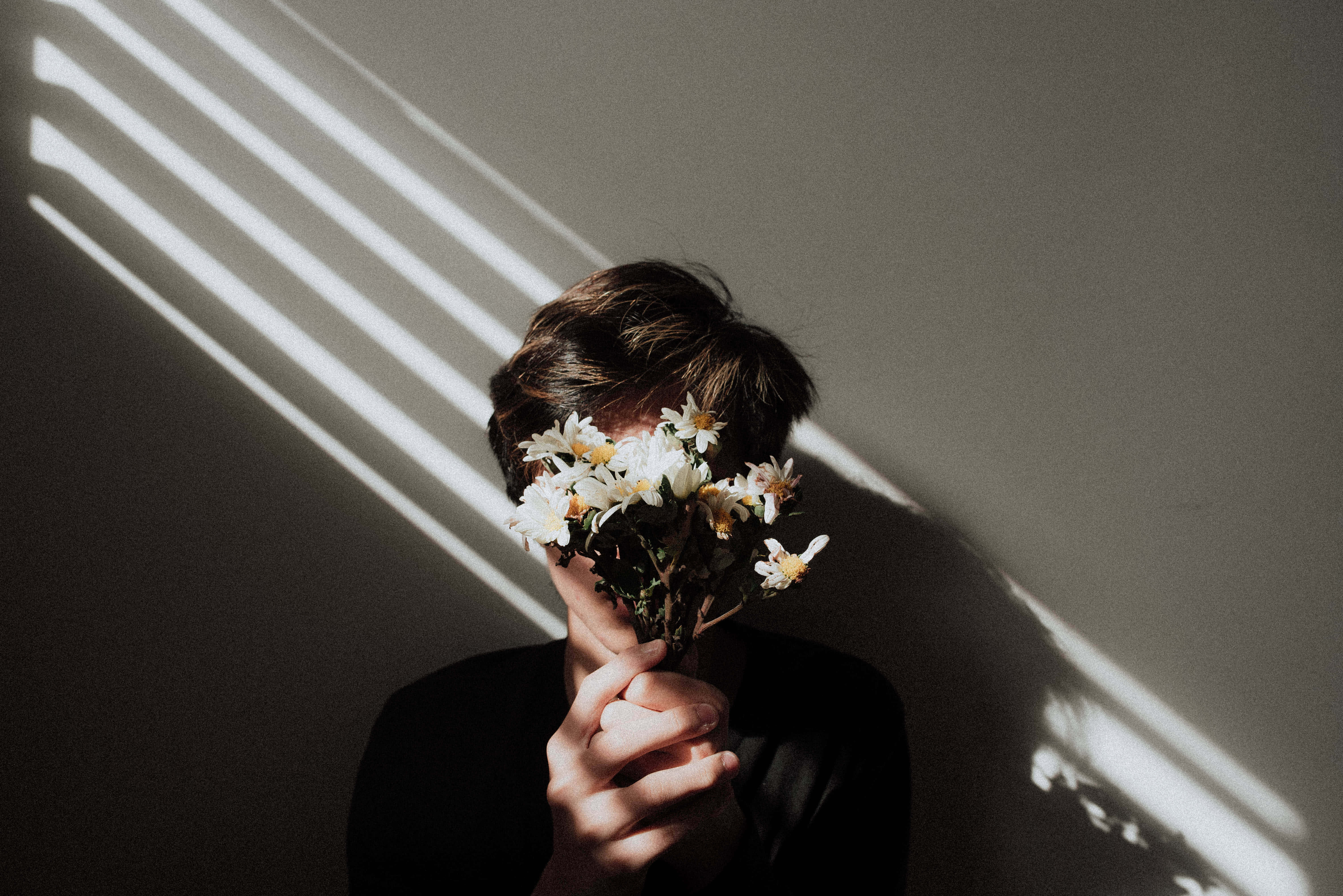 white daisies, diagonal sunlight, plain wall, 5K Desktop Wallpaper