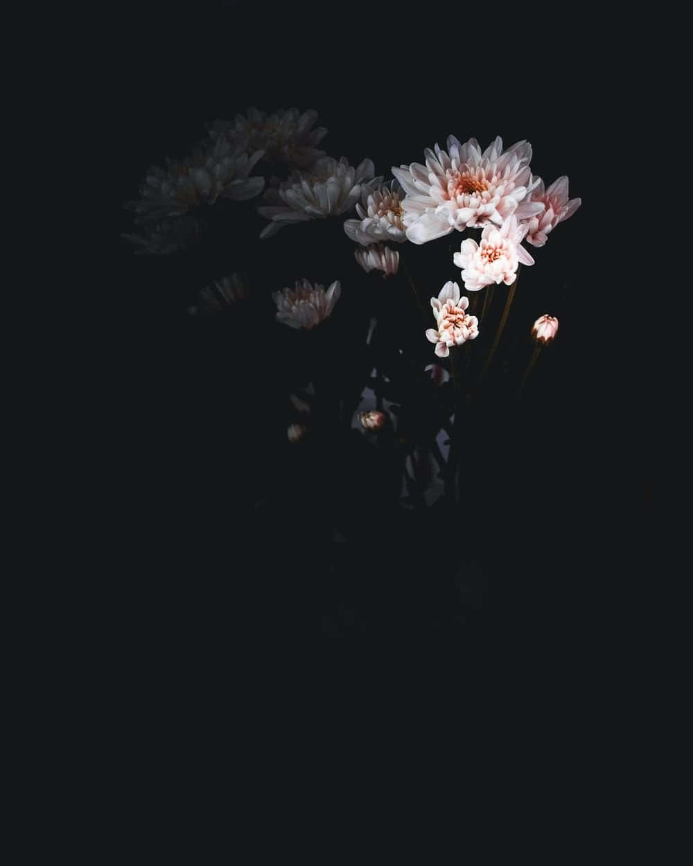 pink chrysanthemums, deep black background, moody still life, SD Phone Wallpaper