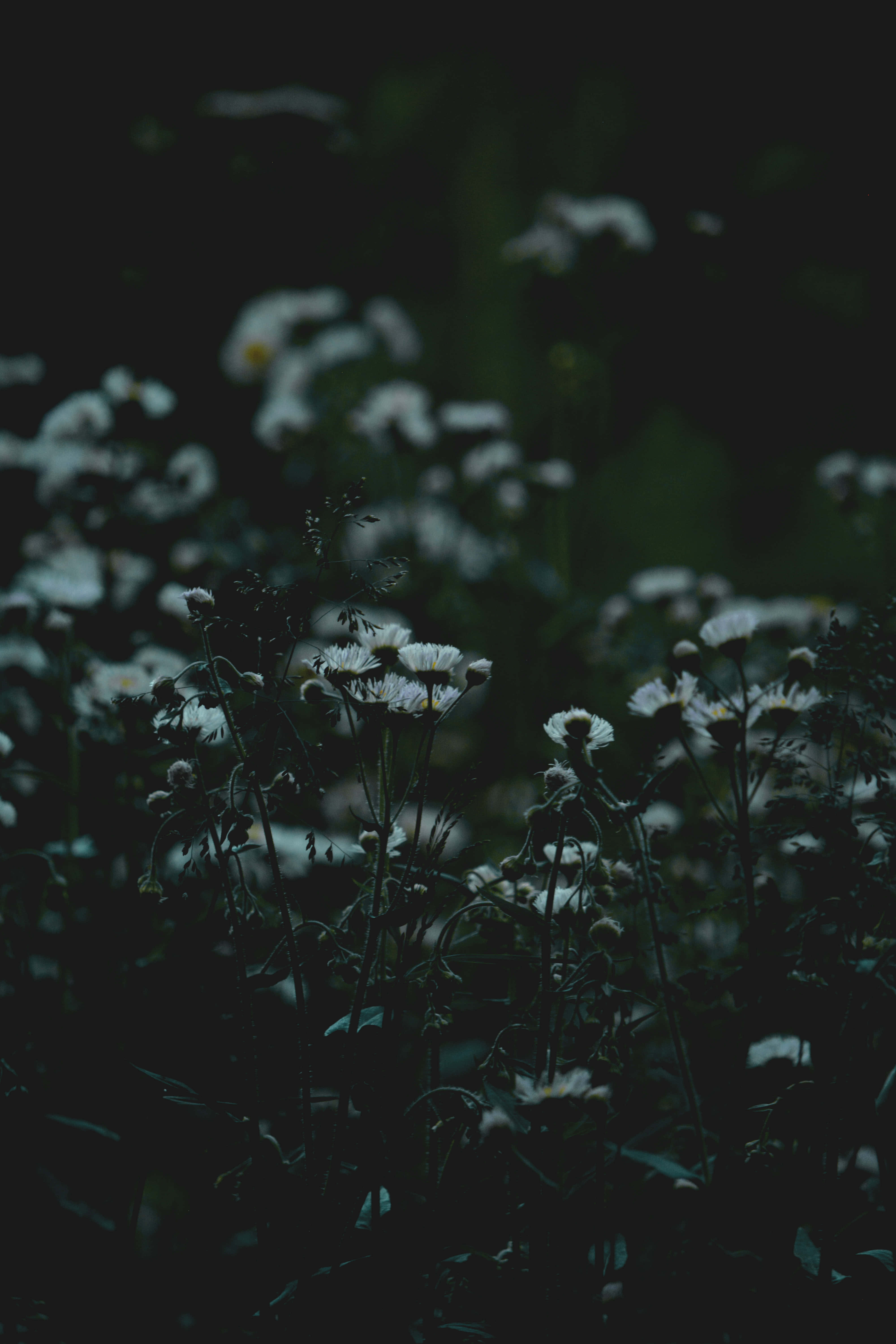 dark flower aesthetic, white daisies, deep shadowed field, 5K Phone Wallpaper