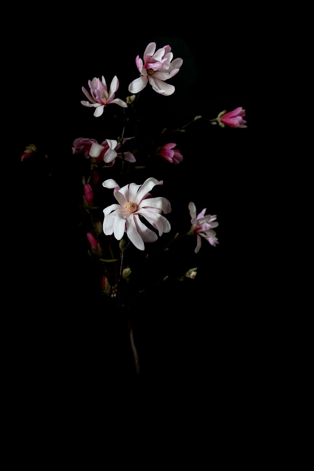 magnolia blossoms, pink and white, stark black background, HD Phone Wallpaper