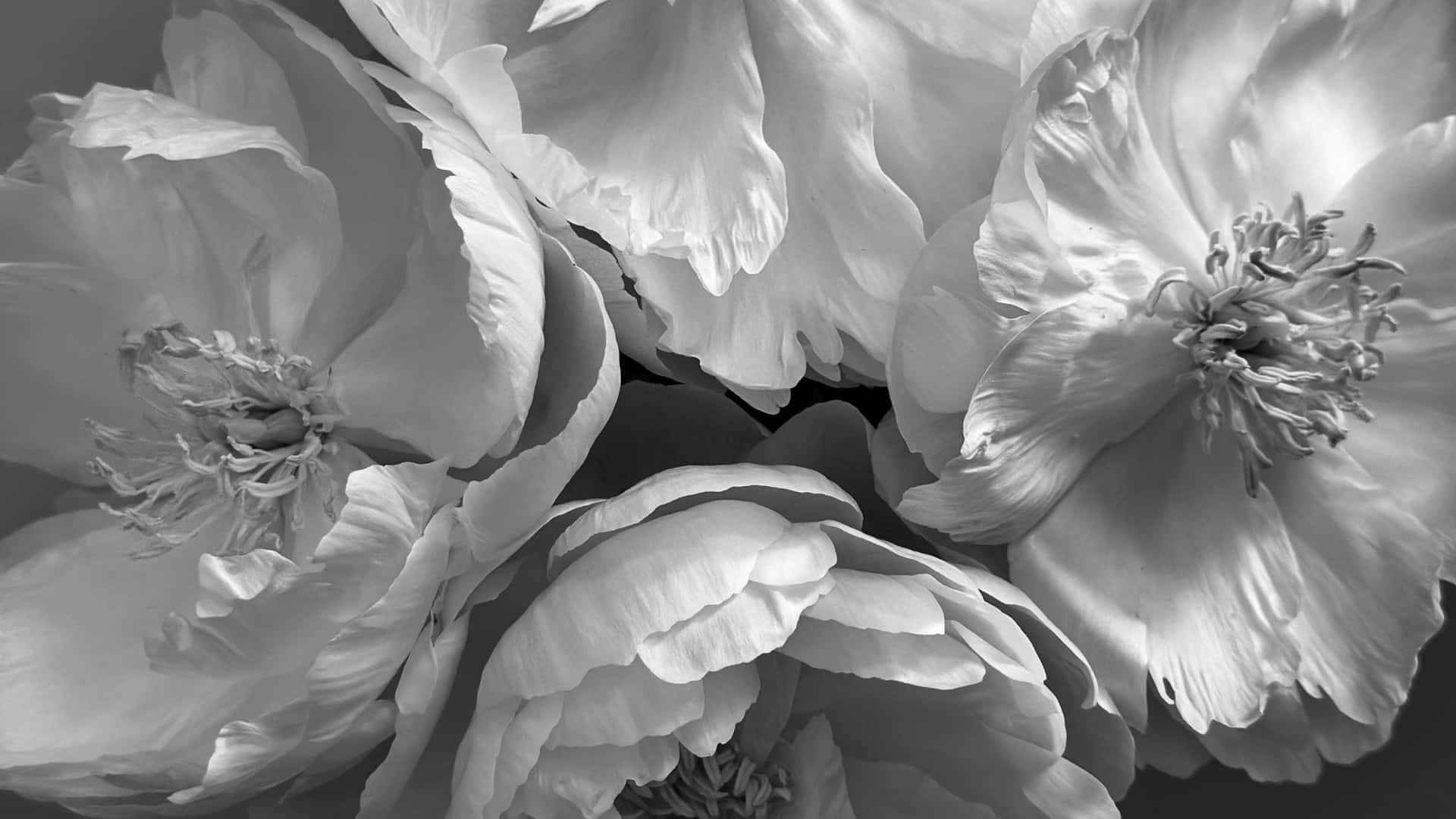 black and white floral elegance, monochrome, layered peony petals, Full HD Desktop Wallpaper
