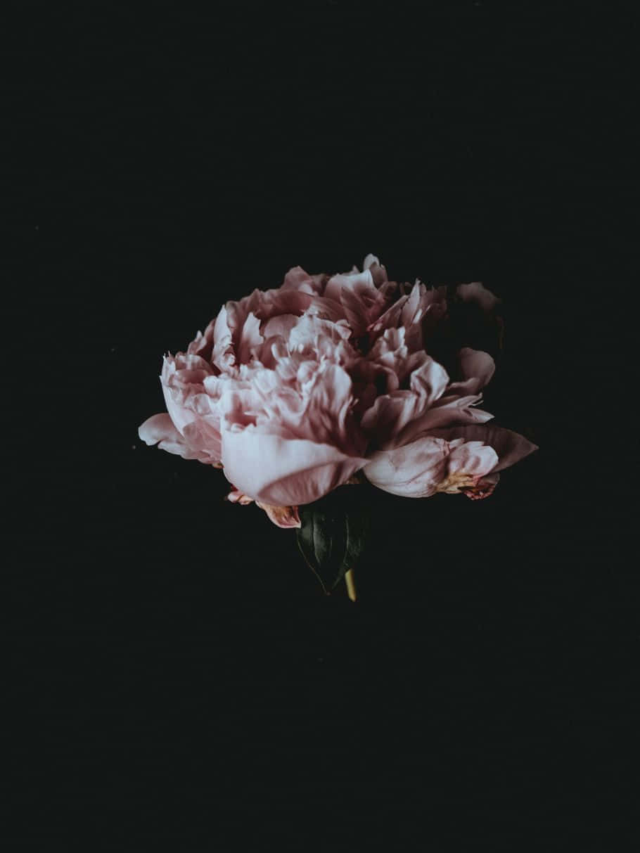 dark flower, pink peony, stark black background, SD Phone Wallpaper