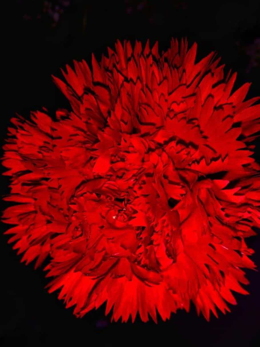 dark flower in full blossom, vivid red carnation, pitch black background, SD Phone Wallpaper