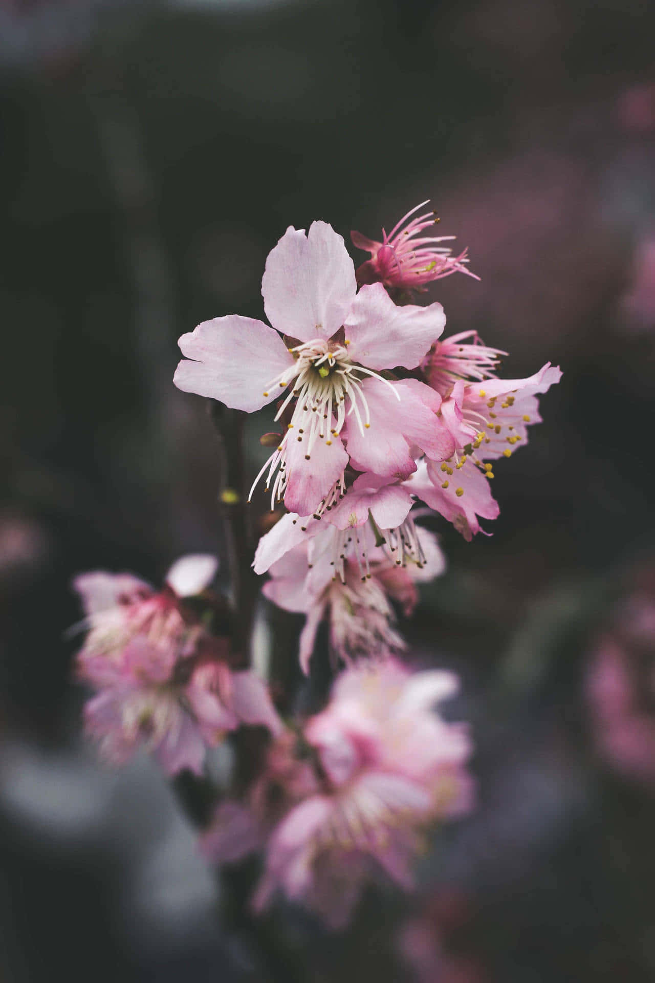 Dark Flower Aesthetic, soft pink cherry blossoms, blurred dark background, Full HD Phone Wallpaper