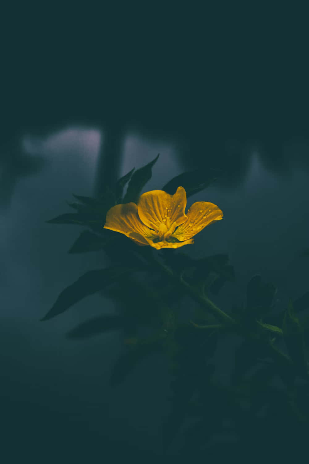 Dark Flower, vibrant yellow flower, dark teal blurred background, HD Phone Wallpaper