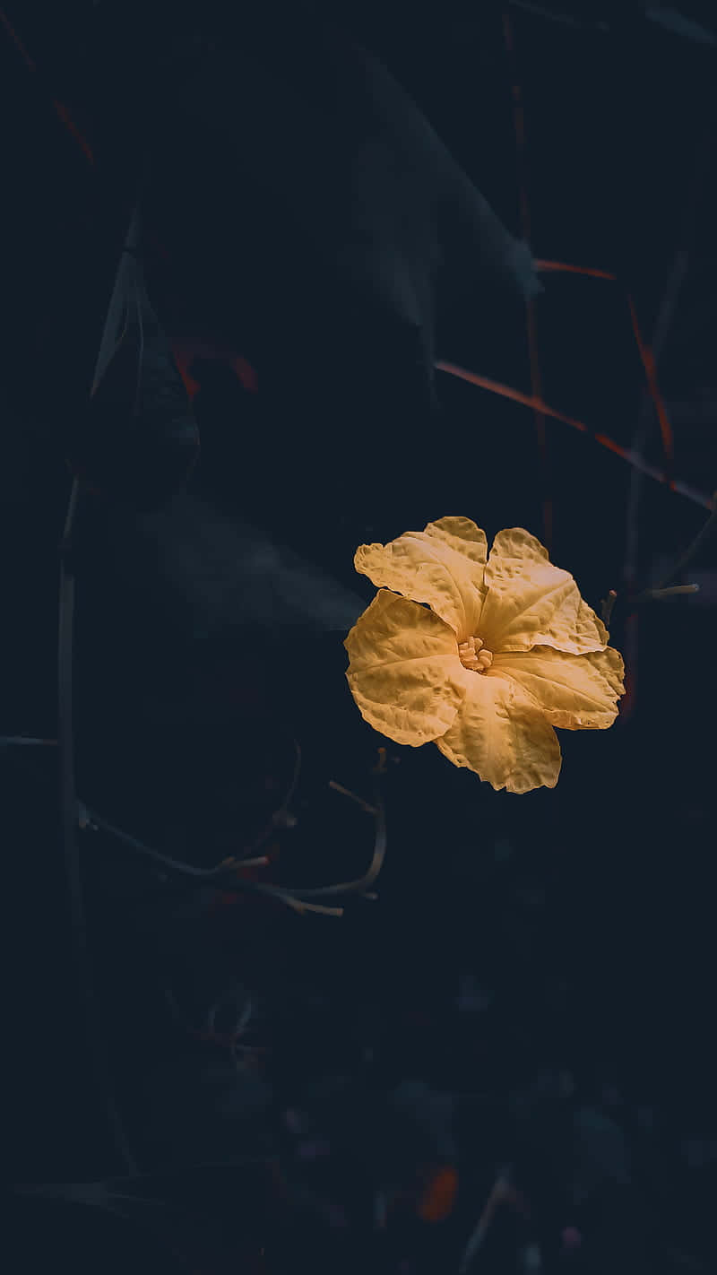 solitary yellow flower, deep dark background, glowing yellow flower, HD Phone Wallpaper