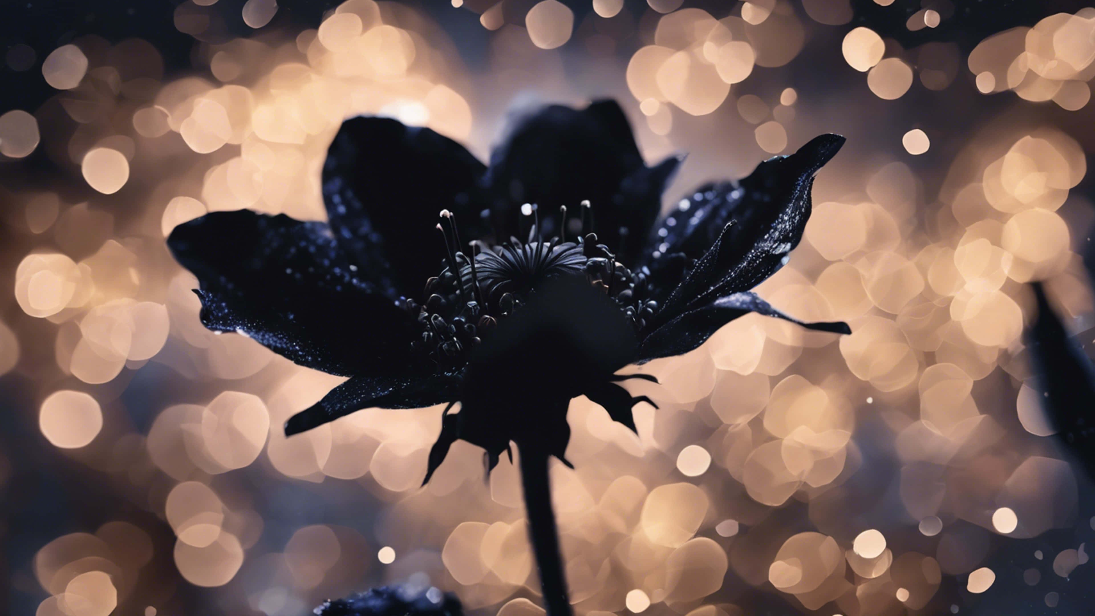 black flower, dew drops, glowing bokeh background, 4K Desktop Wallpaper