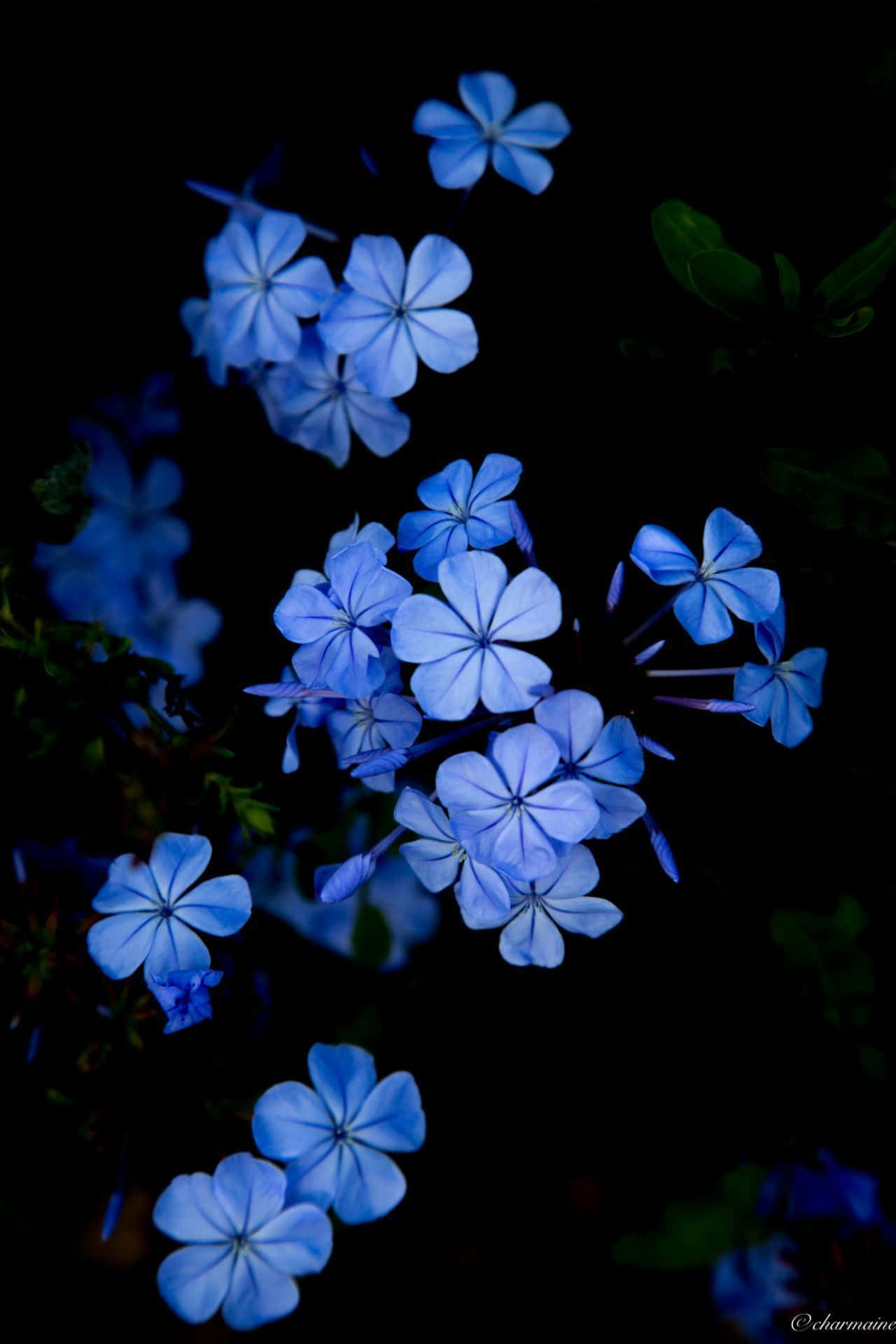 blue plumbago flowers, deep black background, subtle green foliage accents, Full HD Phone Wallpaper
