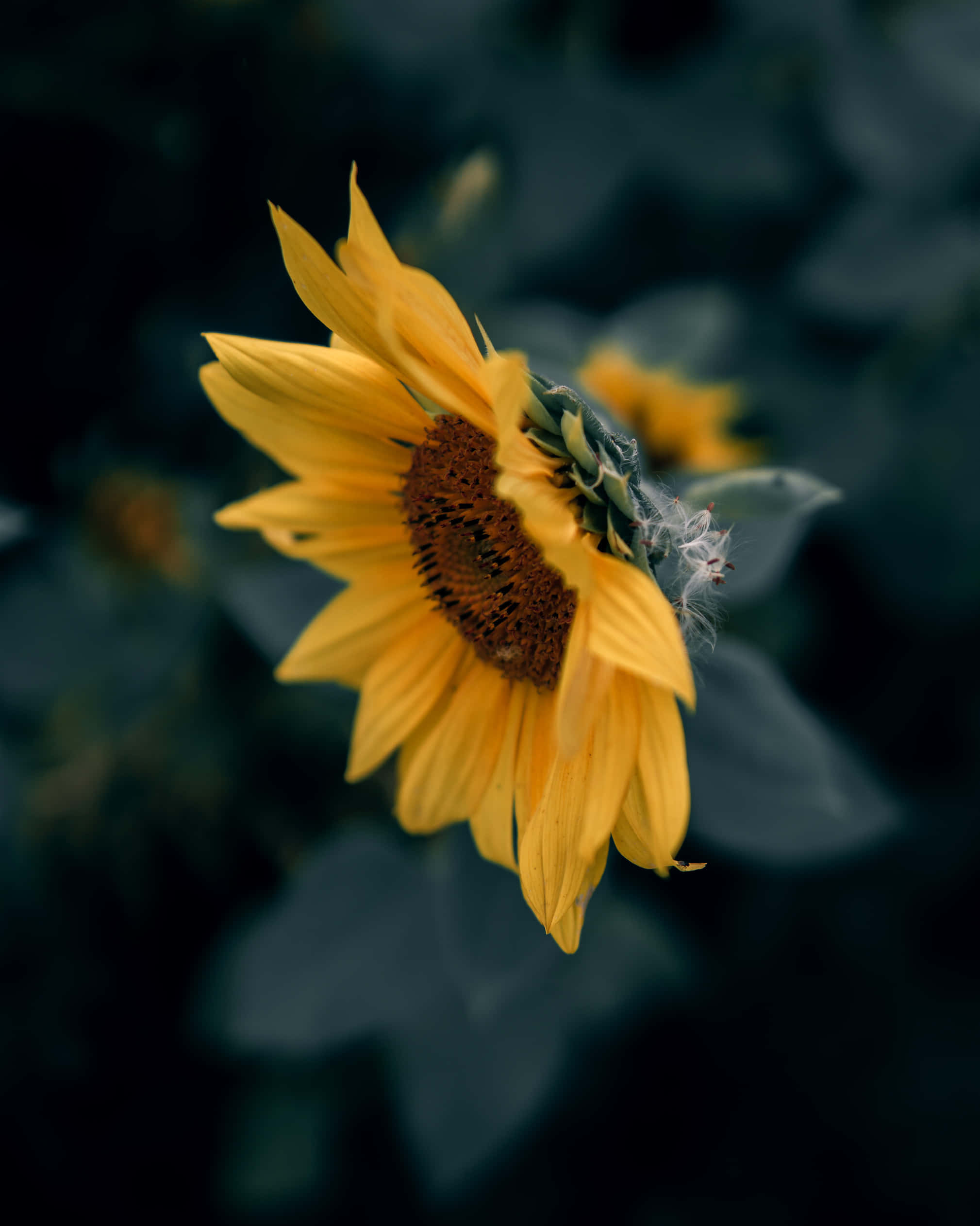 sunflower, vibrant yellow, dark blurred foliage, Full HD Phone Wallpaper