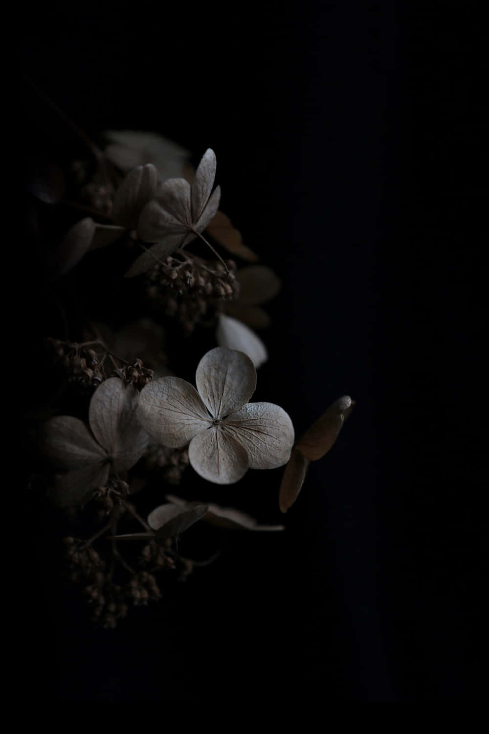 dark flower aesthetic, dried hydrangea blooms, deep black background, HD Phone Wallpaper