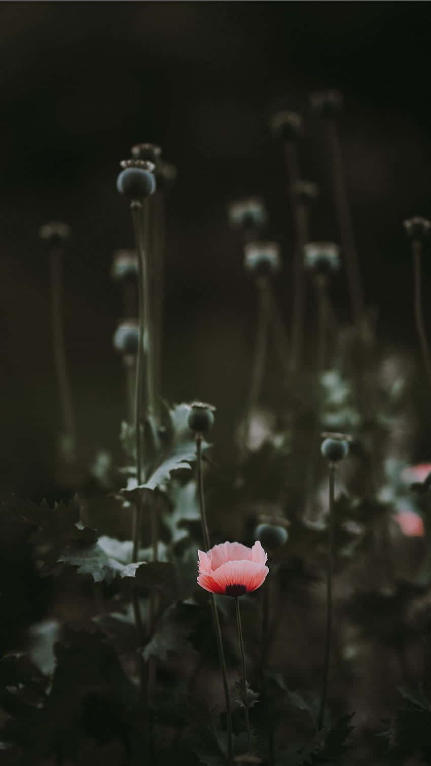 pink poppy, dark blurred background, green stems, HD Phone Wallpaper