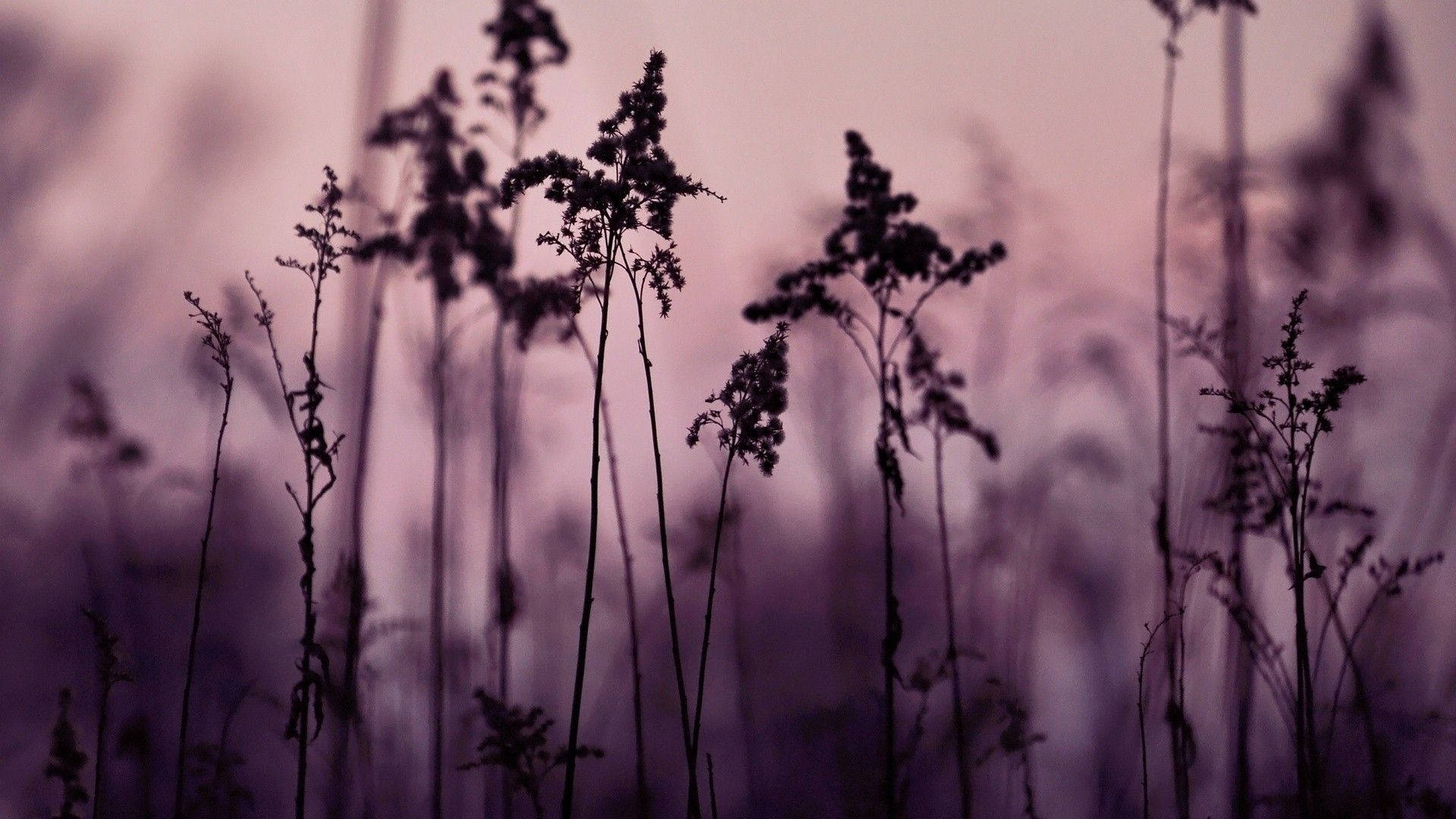 tiny black flowers, purple twilight sky, silhouetted wild grasses, Full HD Desktop Wallpaper