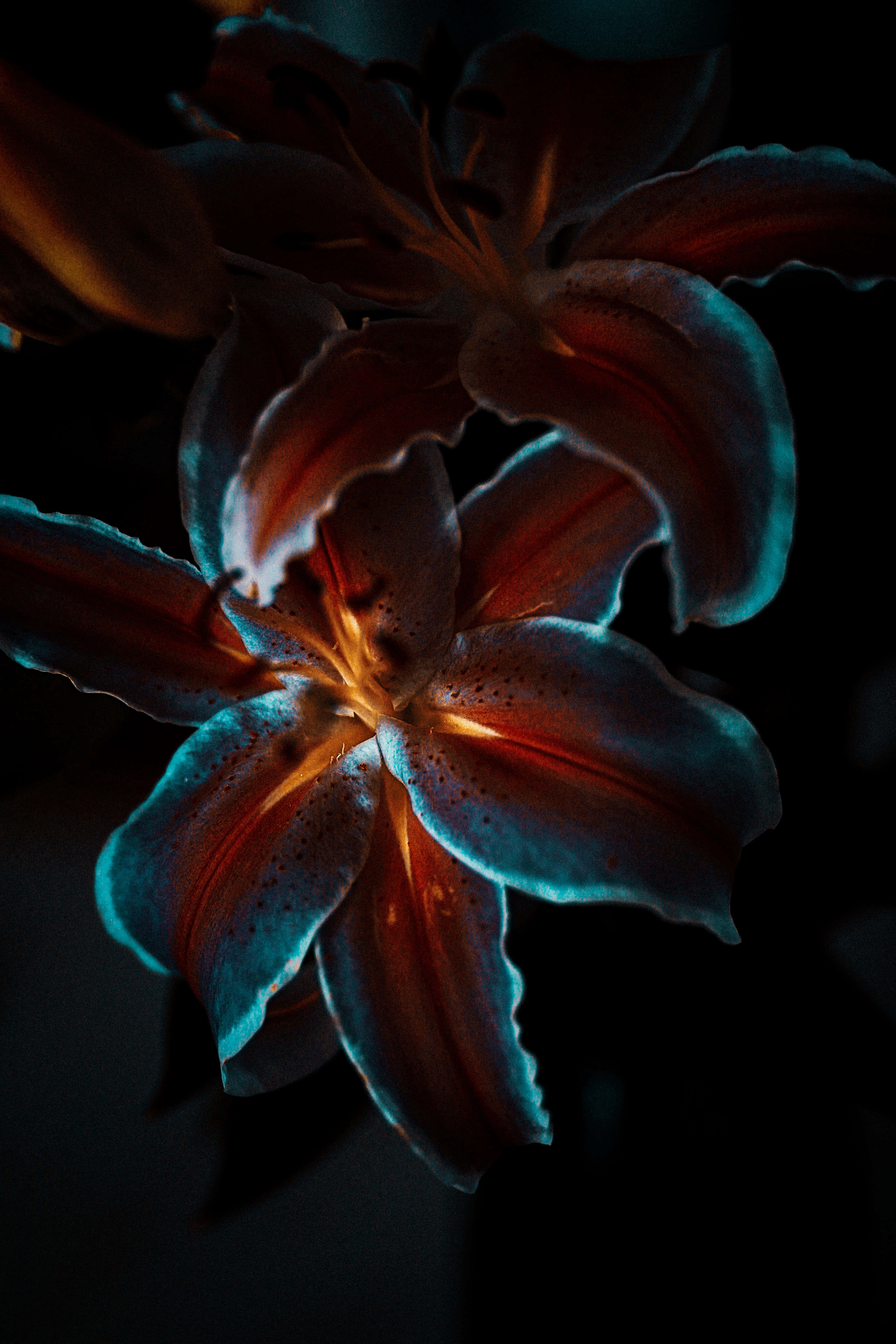 Dark Flower, lily, fiery orange light, 5K Phone Wallpaper
