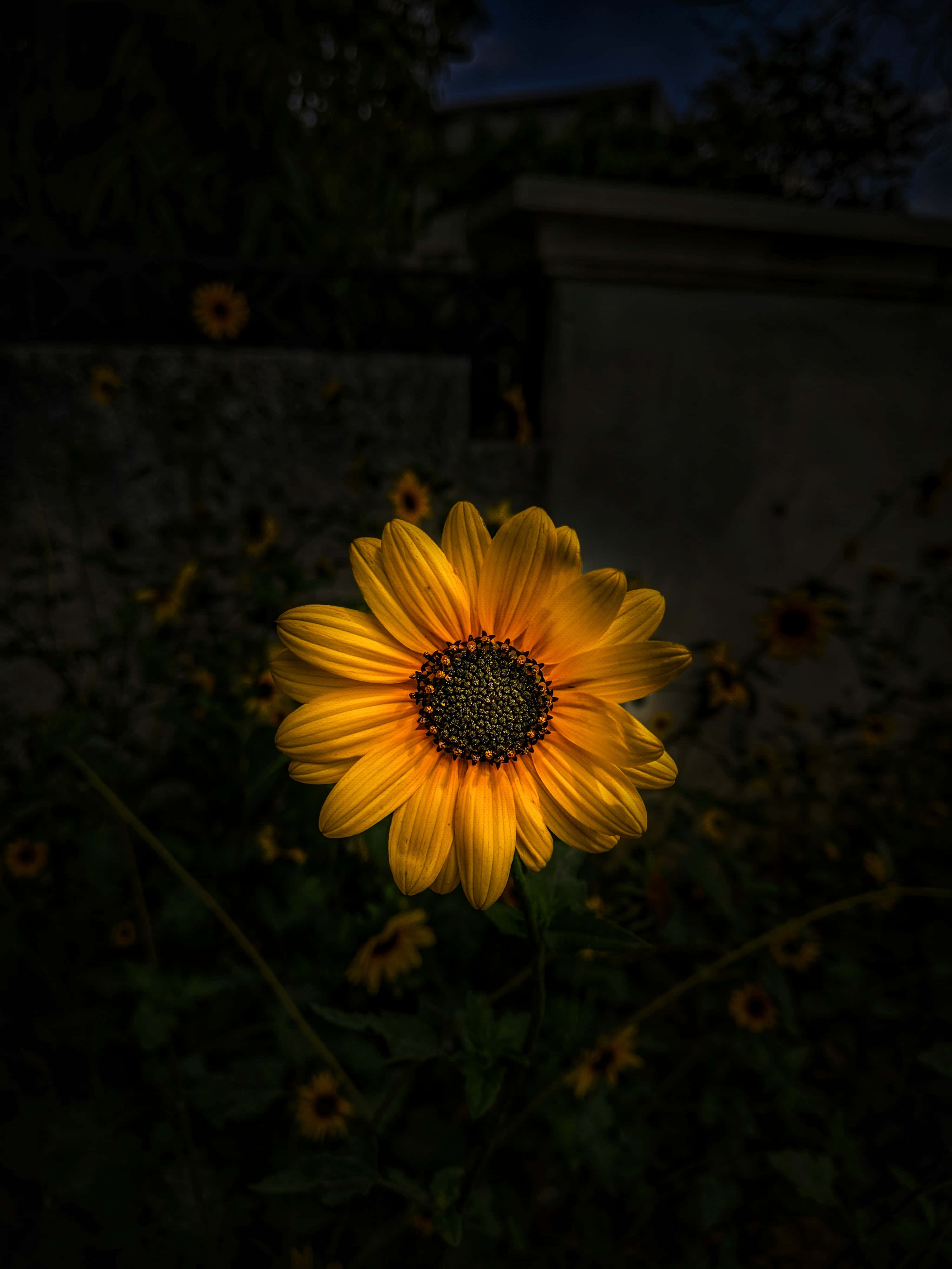 dark sunflower, vibrant yellow, twilight garden, 4K Phone Wallpaper