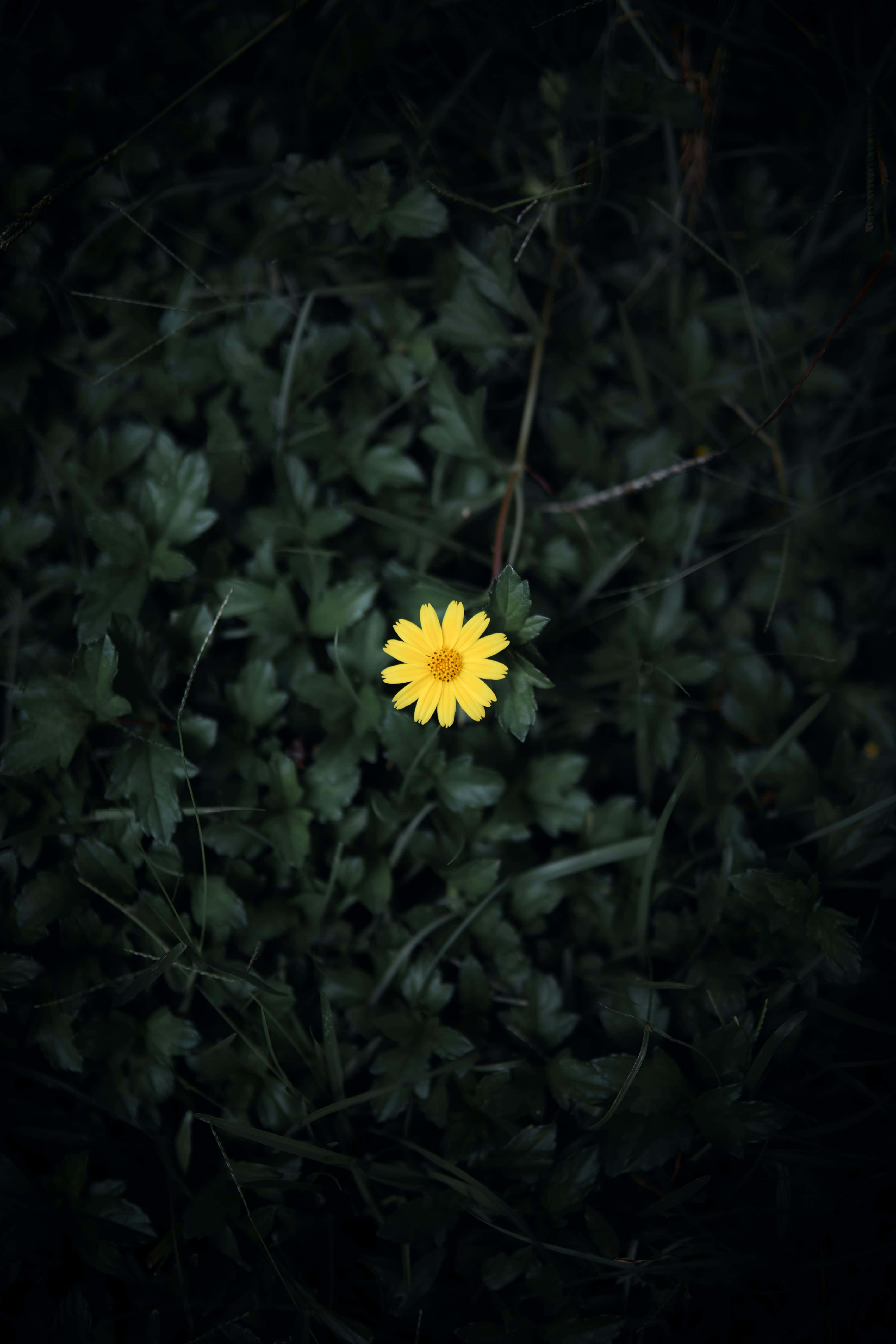 dark sunflower, yellow flower, dark, 5K Phone Wallpaper