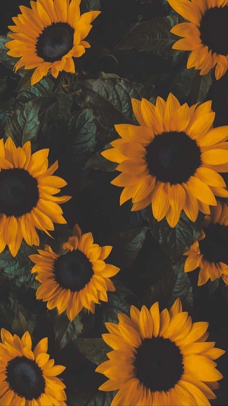 dark sunflower, bold yellow petals, dark centers, HD Phone Wallpaper