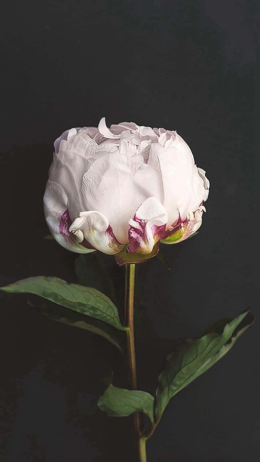 Dark Floral Peonyon, pale pink peony, deep magenta accents, Full HD Phone Wallpaper