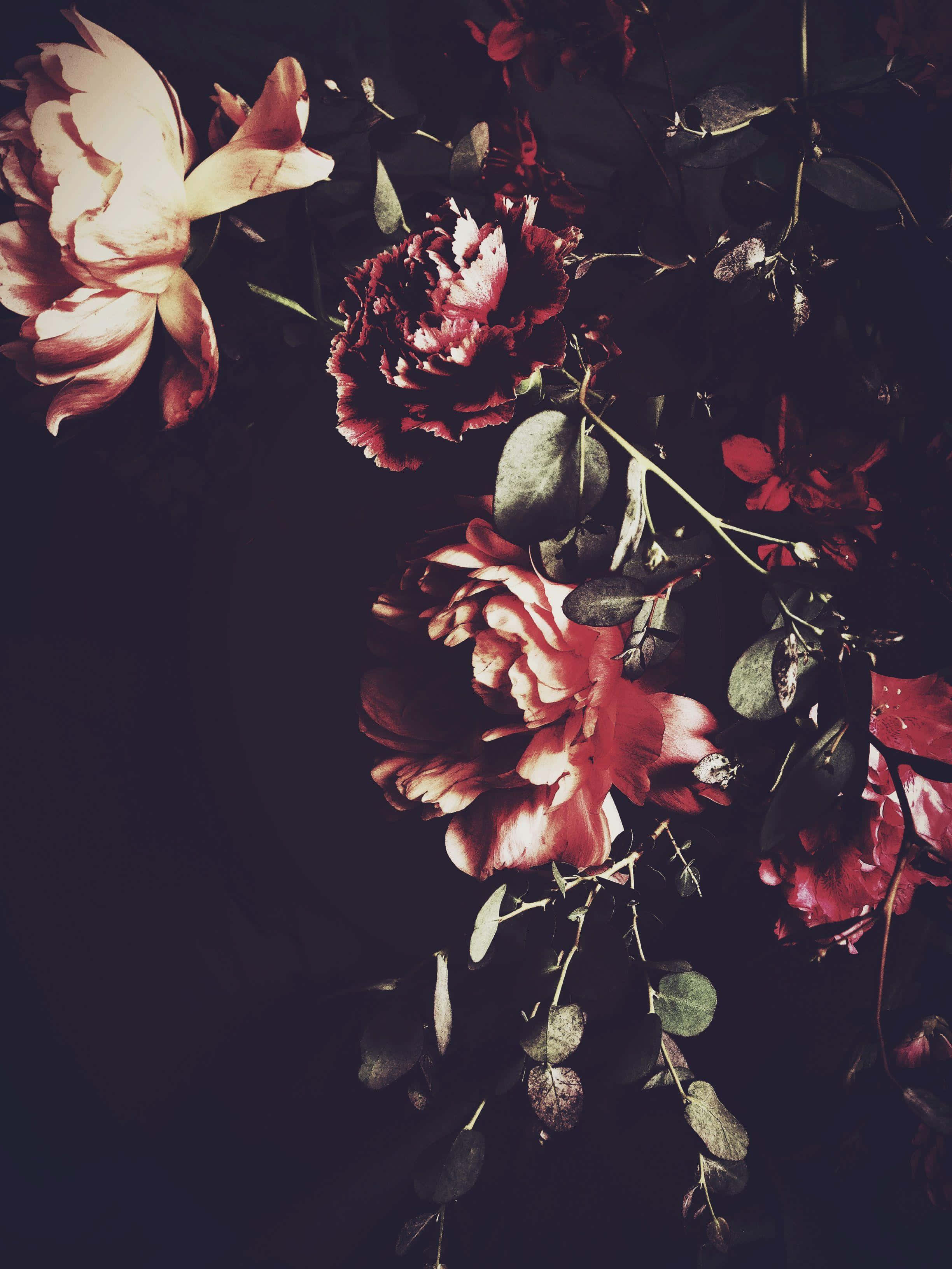 Dark Flower, moonlight, deep reds, 2K Phone Wallpaper