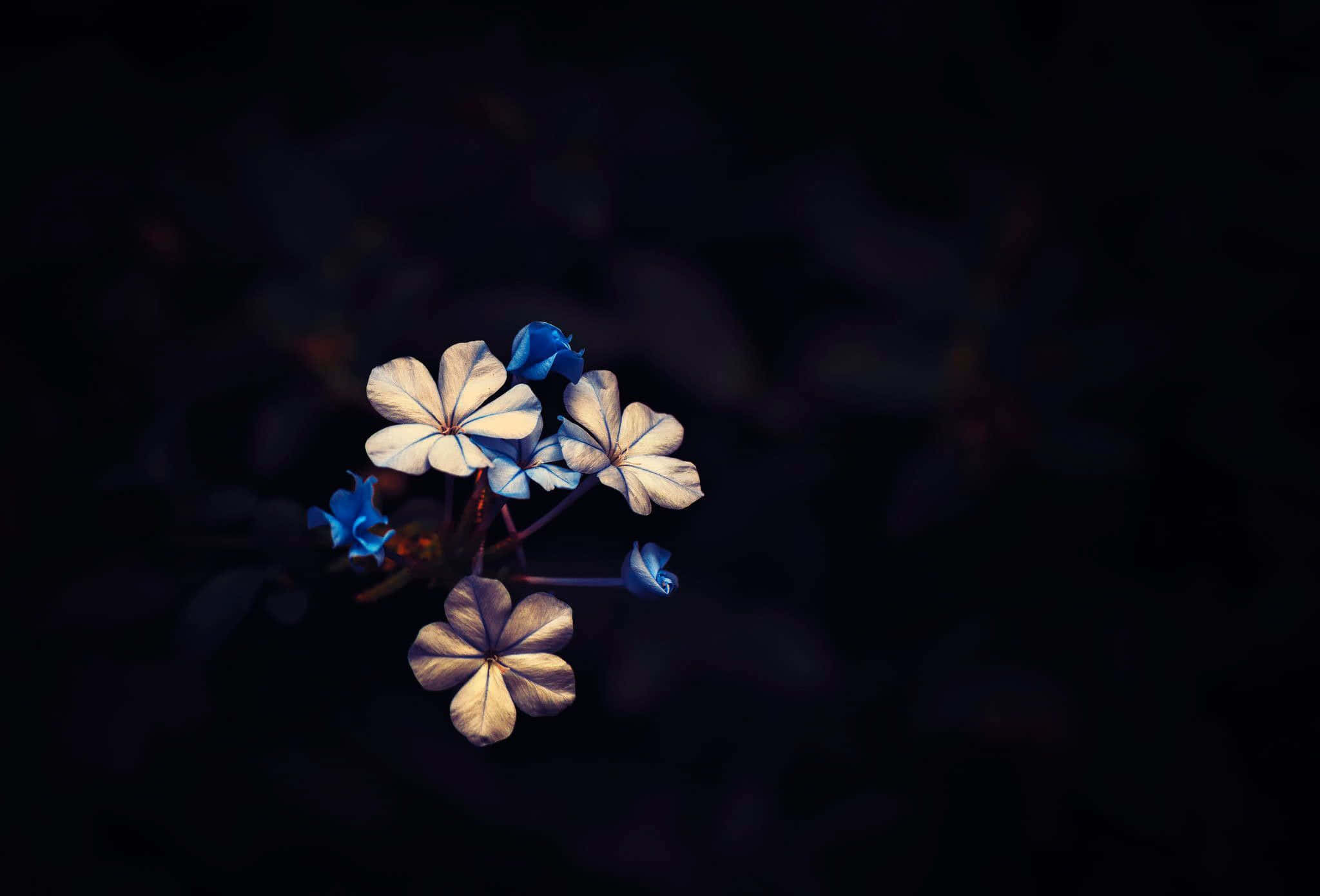 ethereal blue flowersin darkness, delicate blue and white flowers, deep dark background, Full HD Desktop Wallpaper
