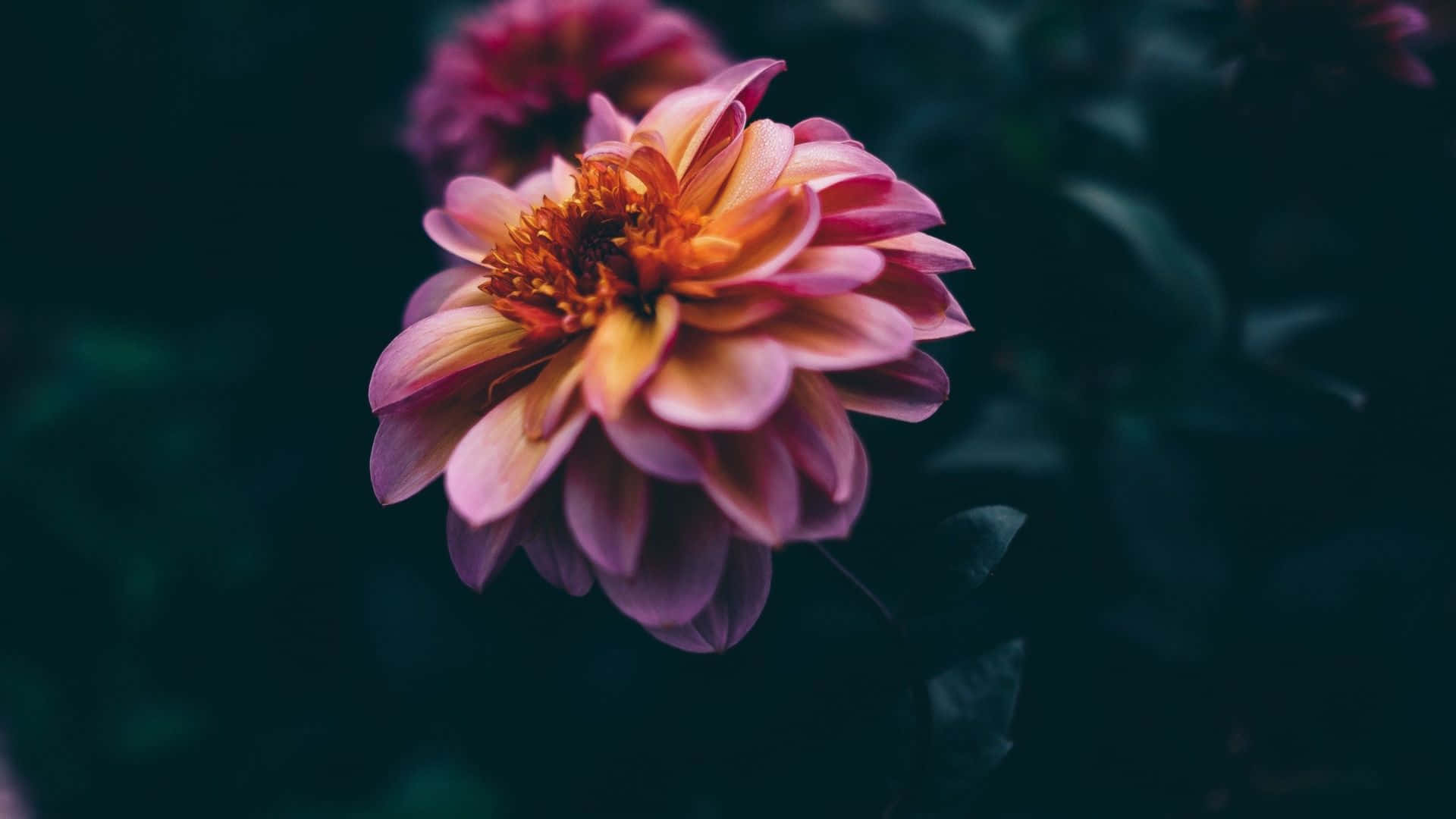 dark backdrop, pink dahlia, orange center, Full HD Desktop Wallpaper