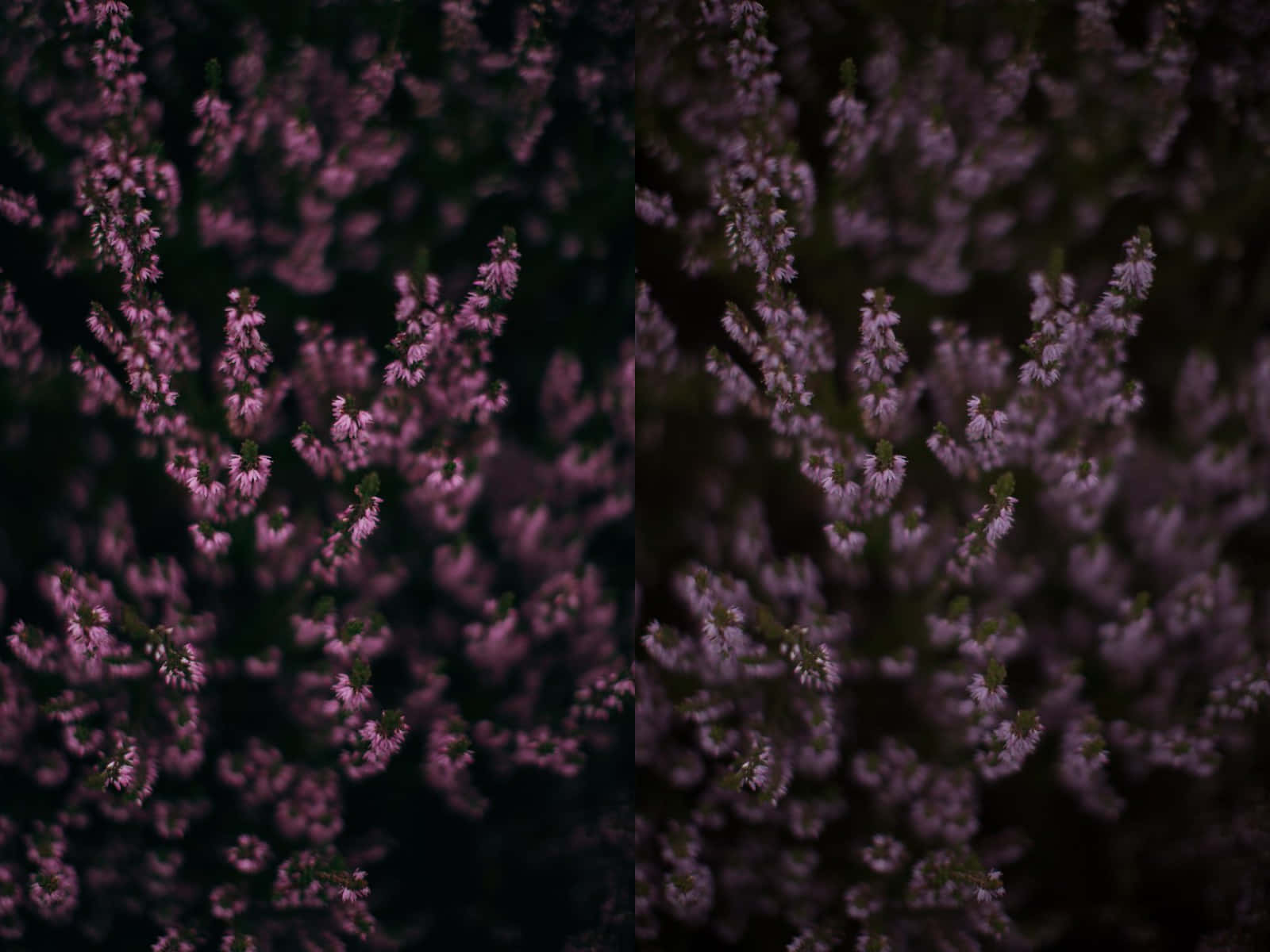 dark cottagecore, heather blooms, pink heather blooms, HD Desktop Wallpaper