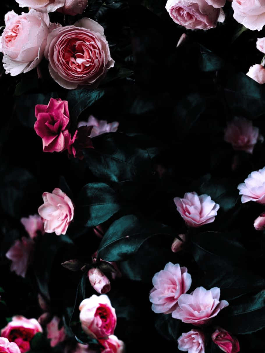 Dark Floral Elegance, soft pink, magenta roses, SD Phone Wallpaper