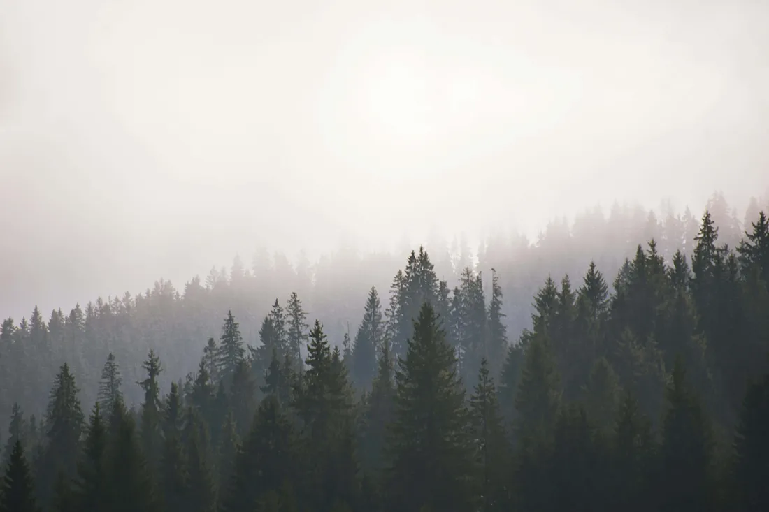 Dark Forest Aesthetic