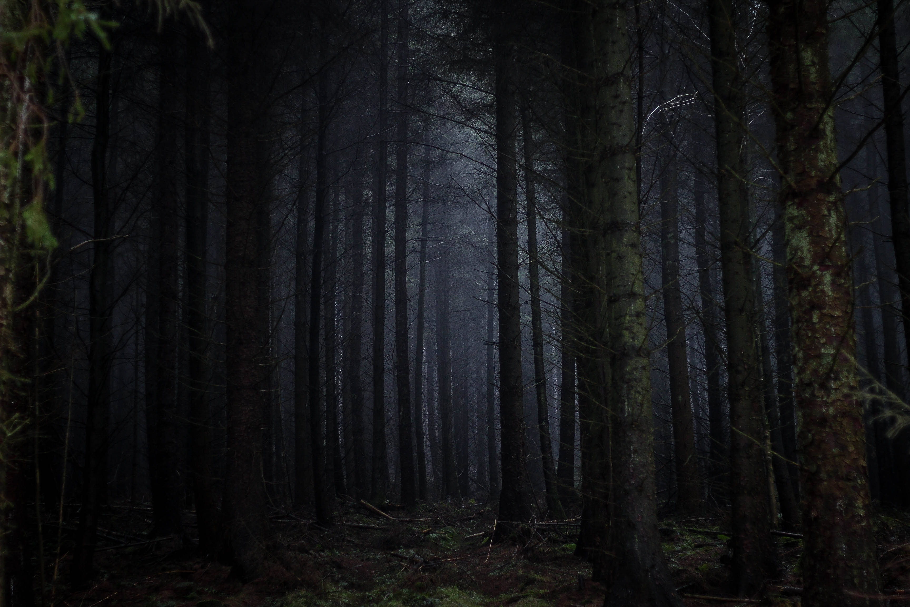 dark forest, misty dark forest, sun peeks through the trees, 2K Desktop Wallpaper