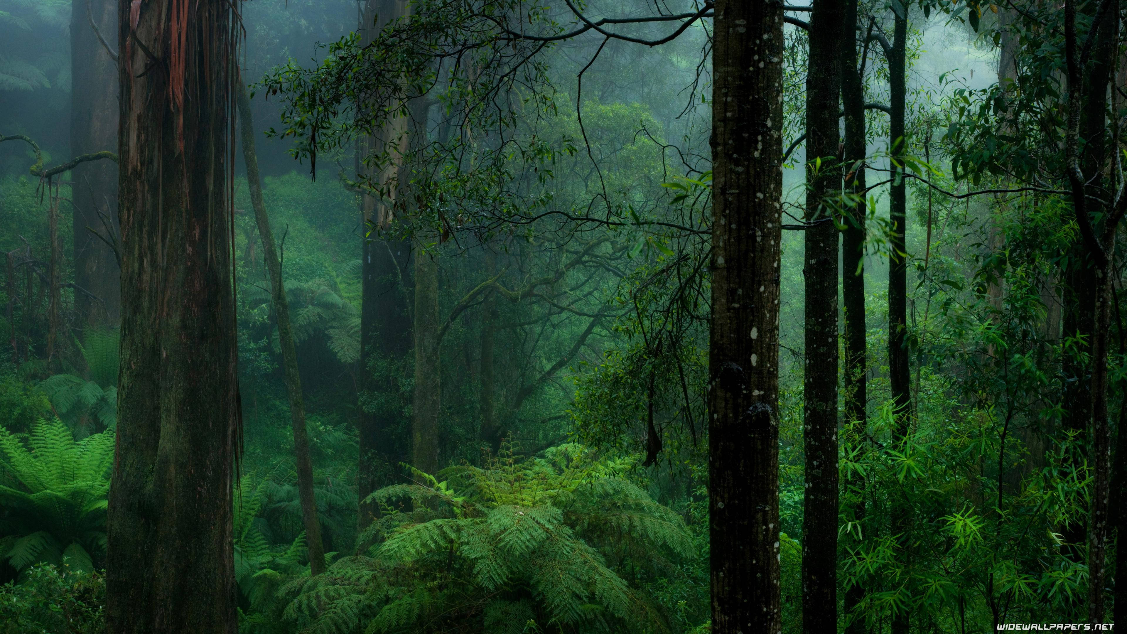 Dark Forest Aesthetic, misty green forest, towering trees, 4K Desktop Wallpaper