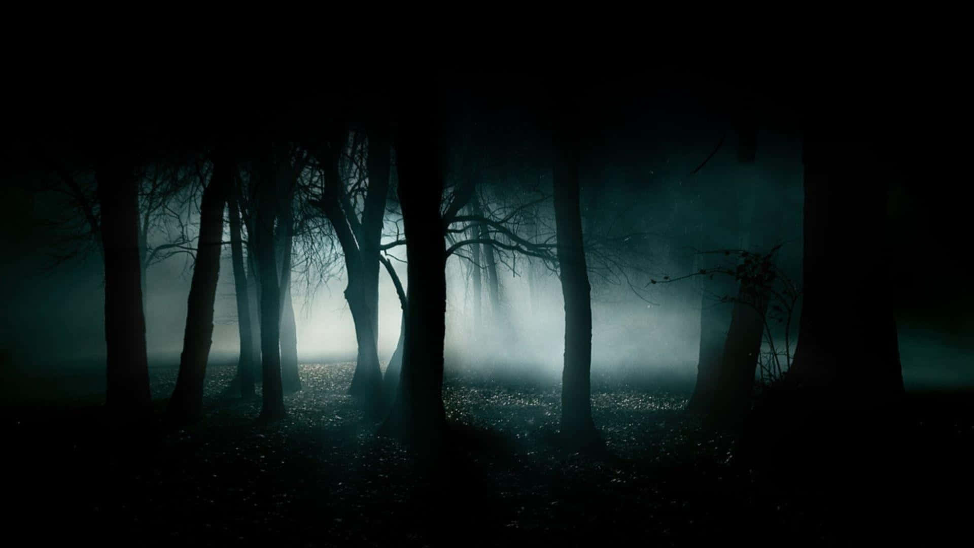dark forest, fog, night, Full HD Desktop Wallpaper