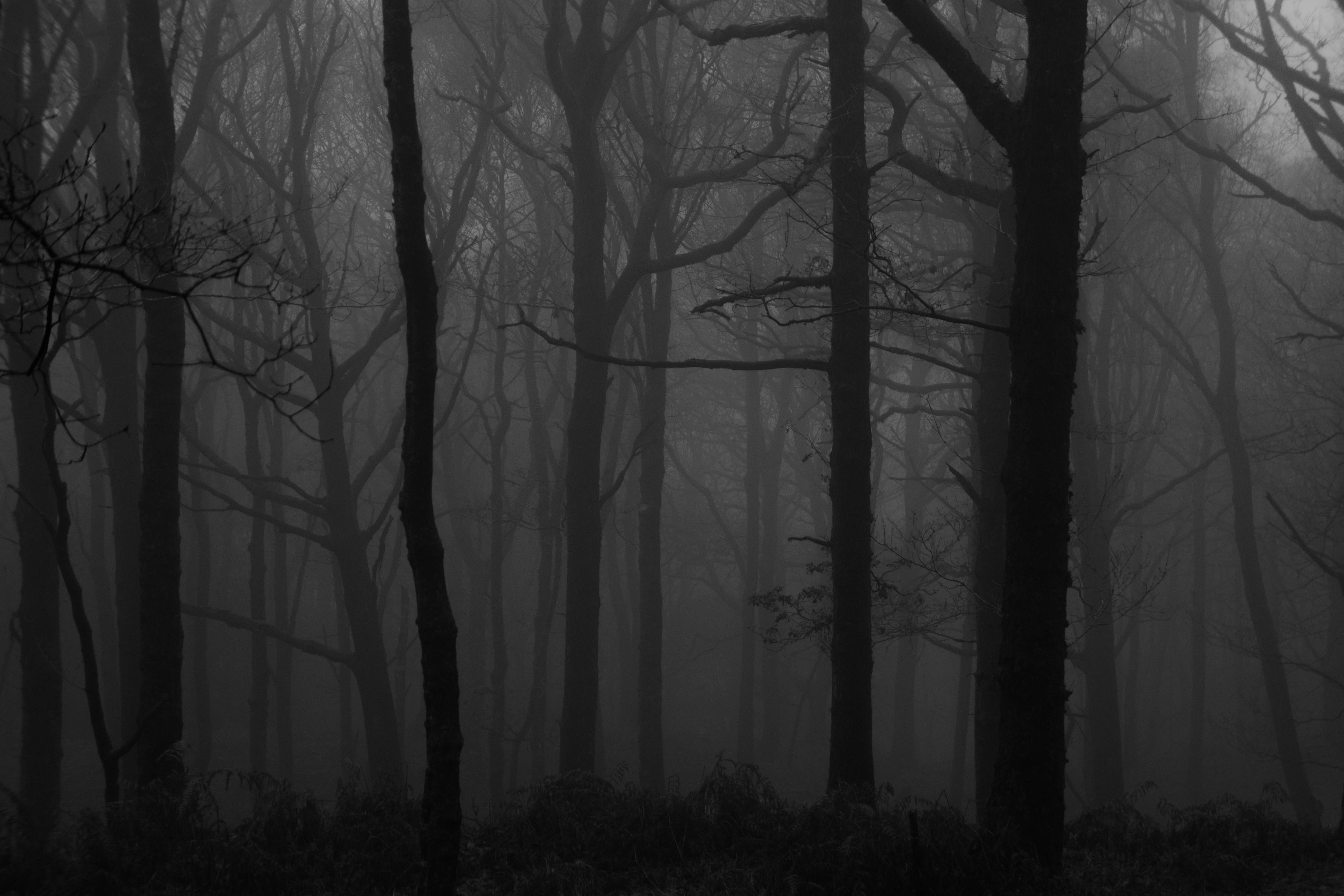 Dark Forest Aesthetic, gray haze, misty forest, 5K Desktop Wallpaper