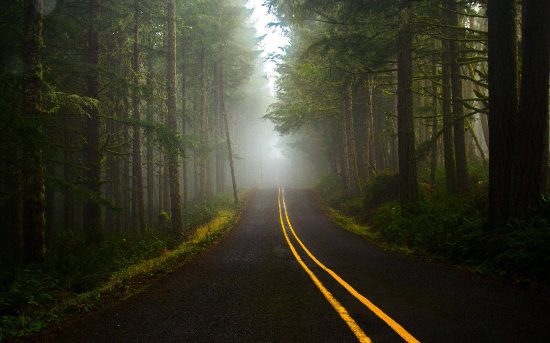 roadside dark forest, misty forest road, yellow lines, Full HD Desktop Wallpaper